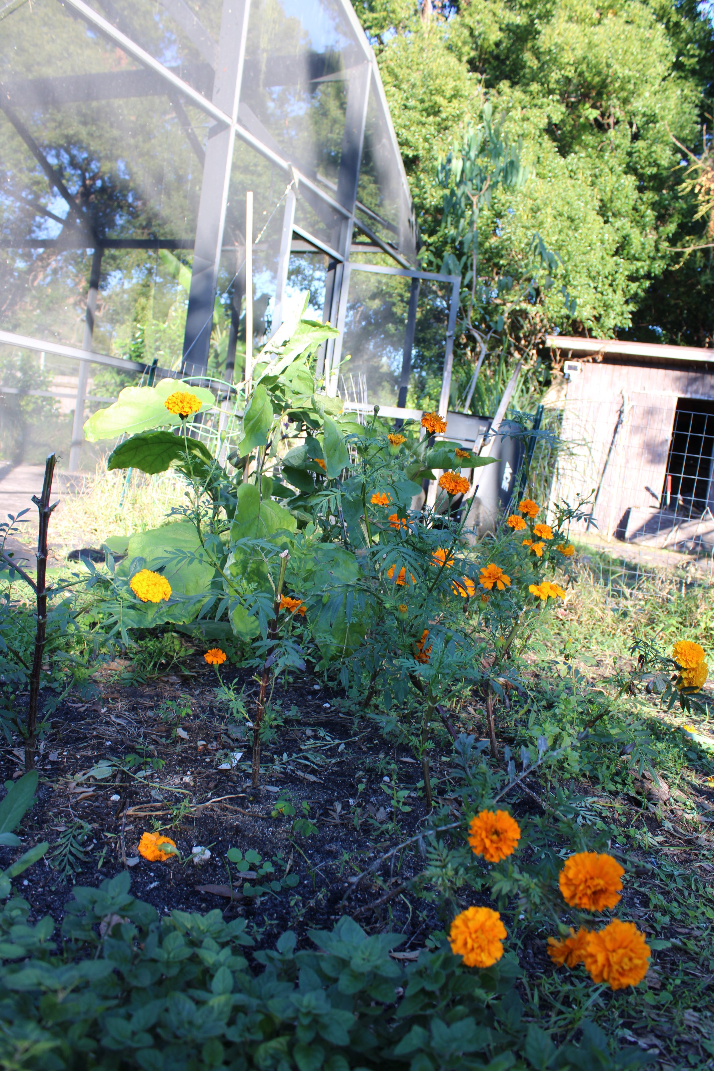 December in the Garden