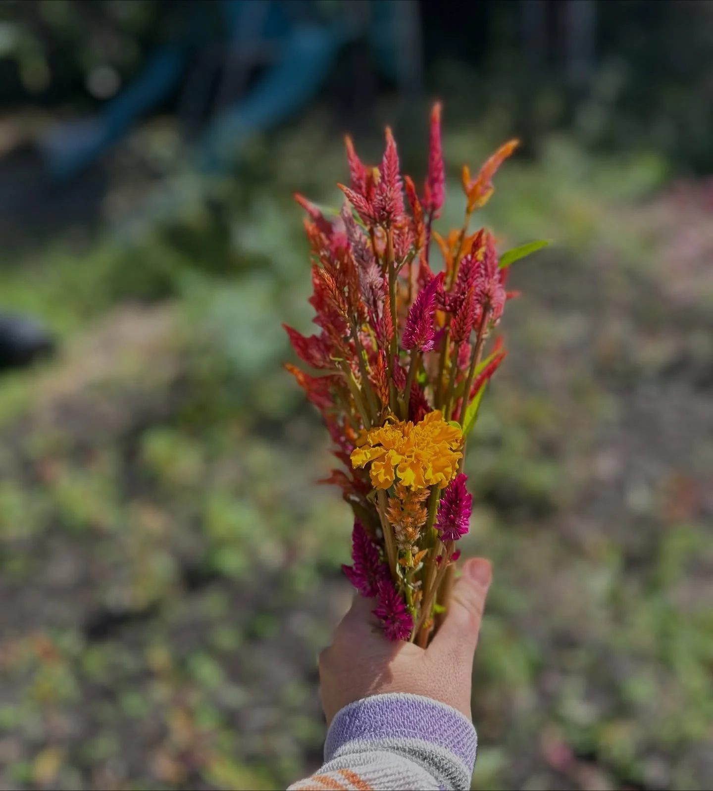 Celosia from garden to studio 🌾 love the blazing reds, oranges, and pinks. 

#driedflowers #flowerfarm #flowers #fallinflorida