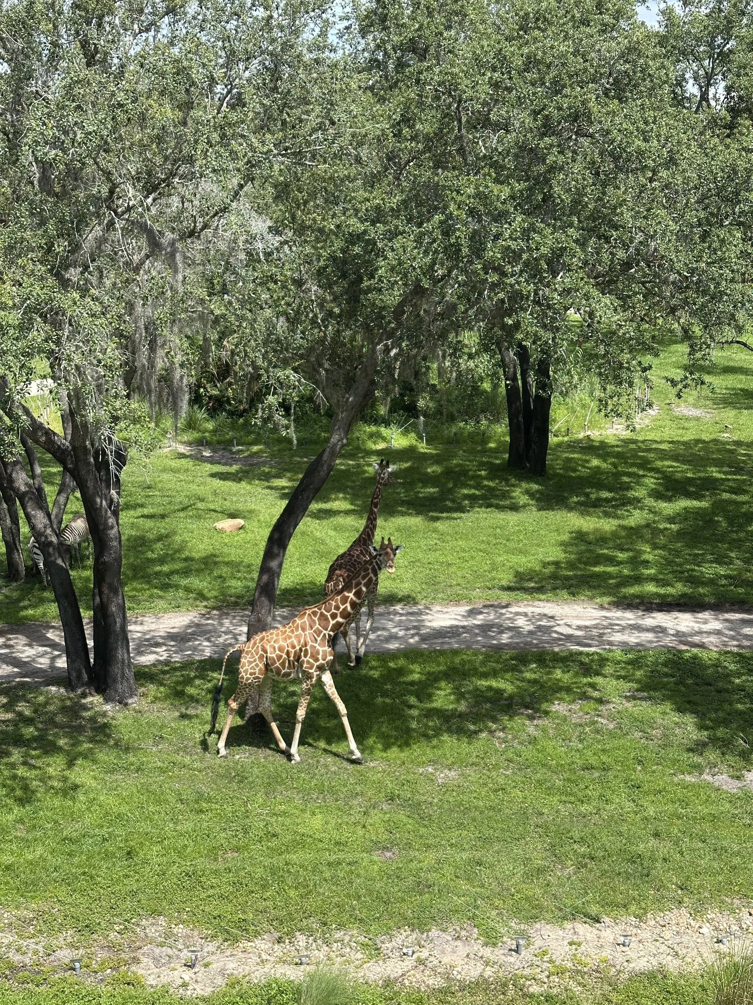 A Wildly Magical Day: Exploring Disney’s Animal Kingdom Lodge