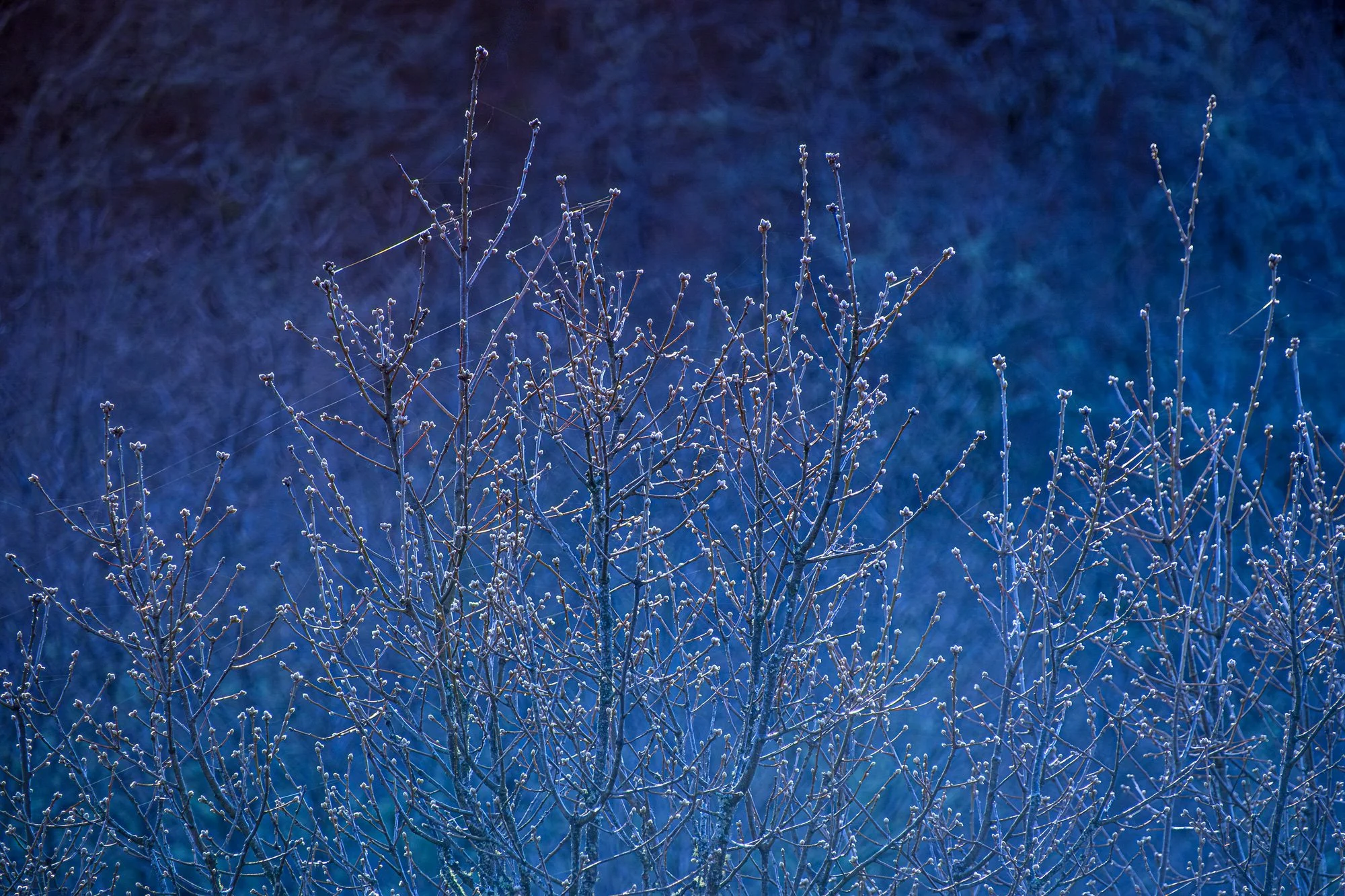 7 - Pitões das Junias