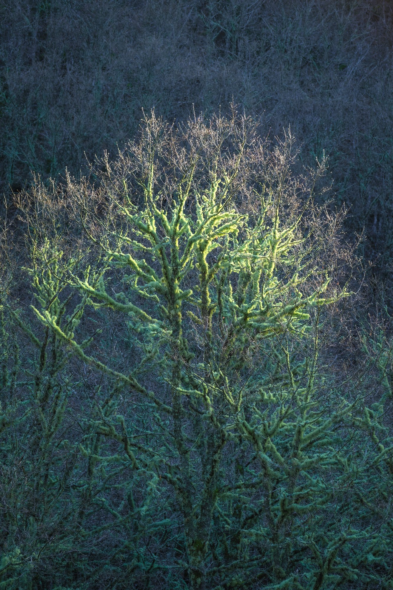 8 - Pitões das Junias