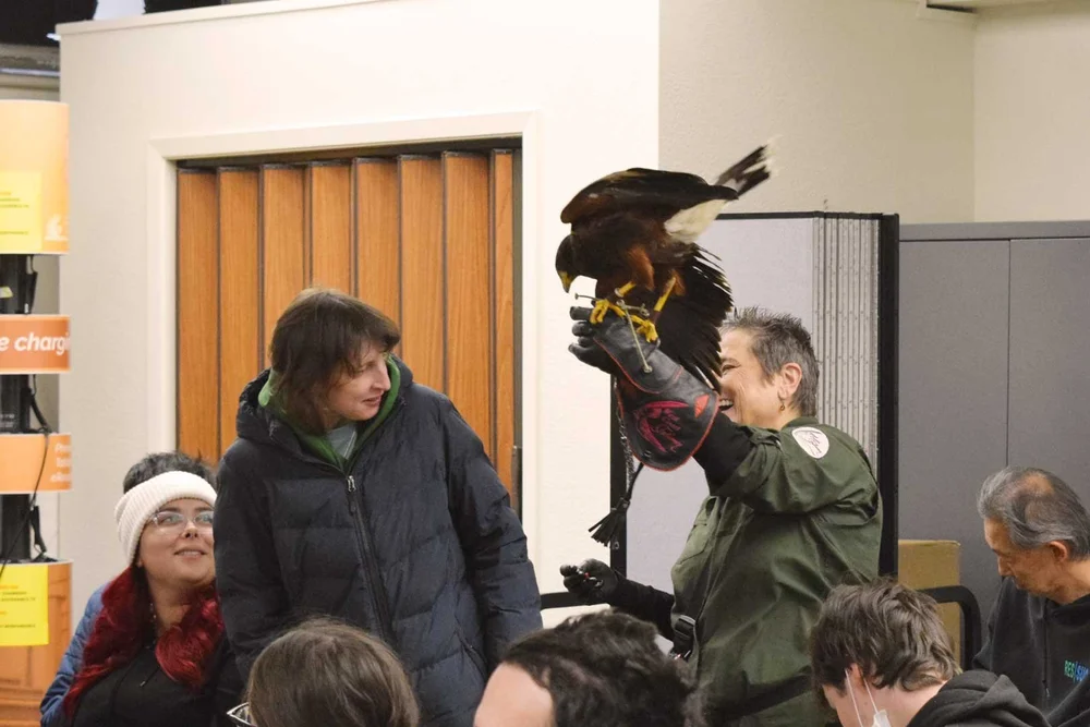 RES-CB-Falconry-22c.jpg