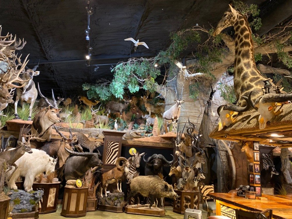 Taxidermy.jpg
