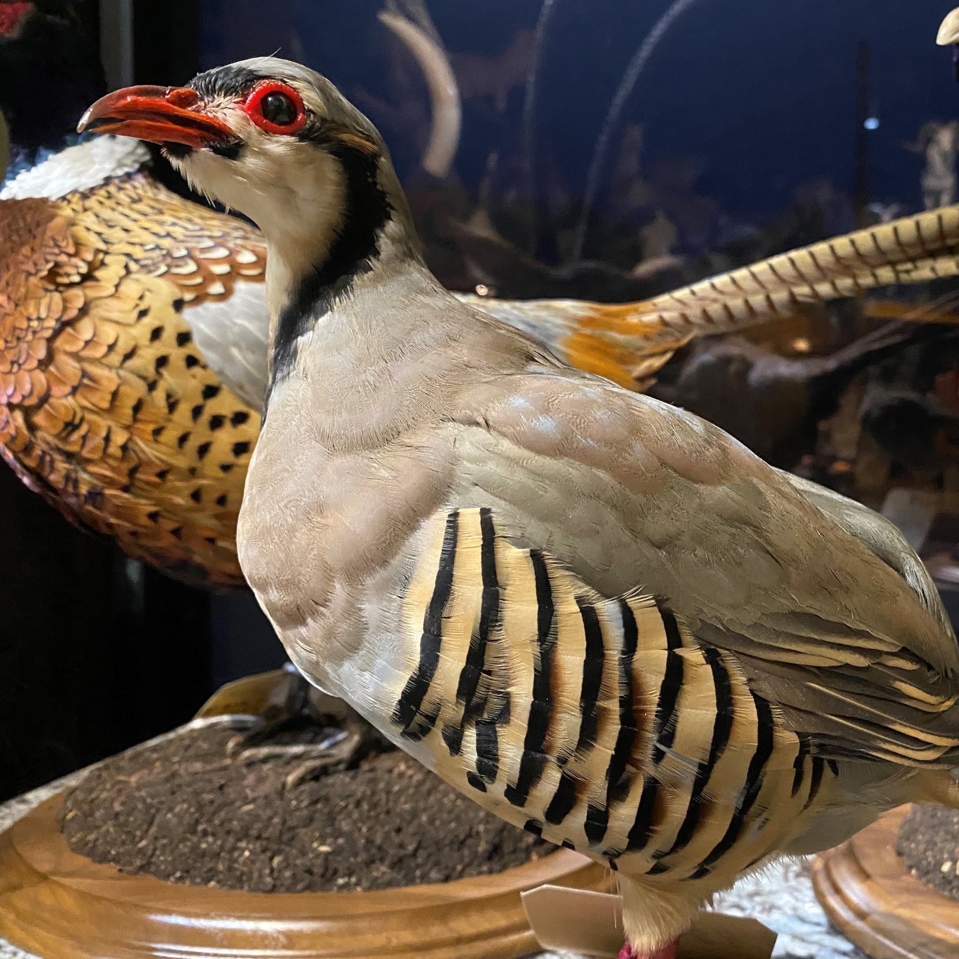 bird.jpg