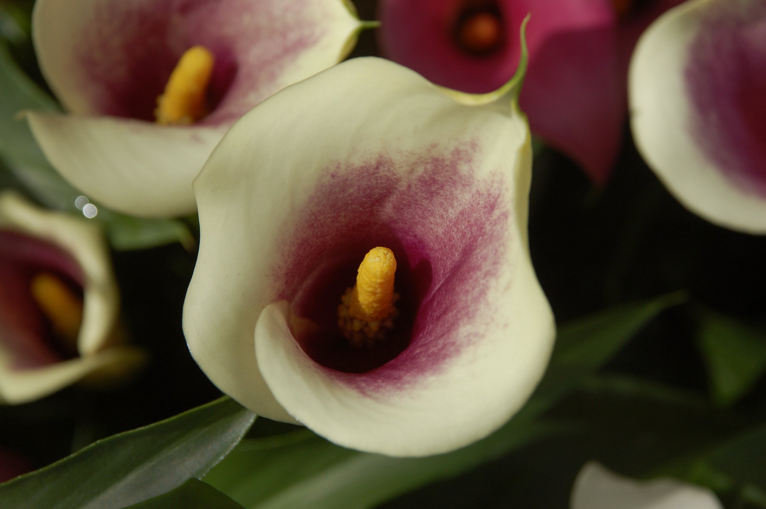 DSC_0141.jpeg
