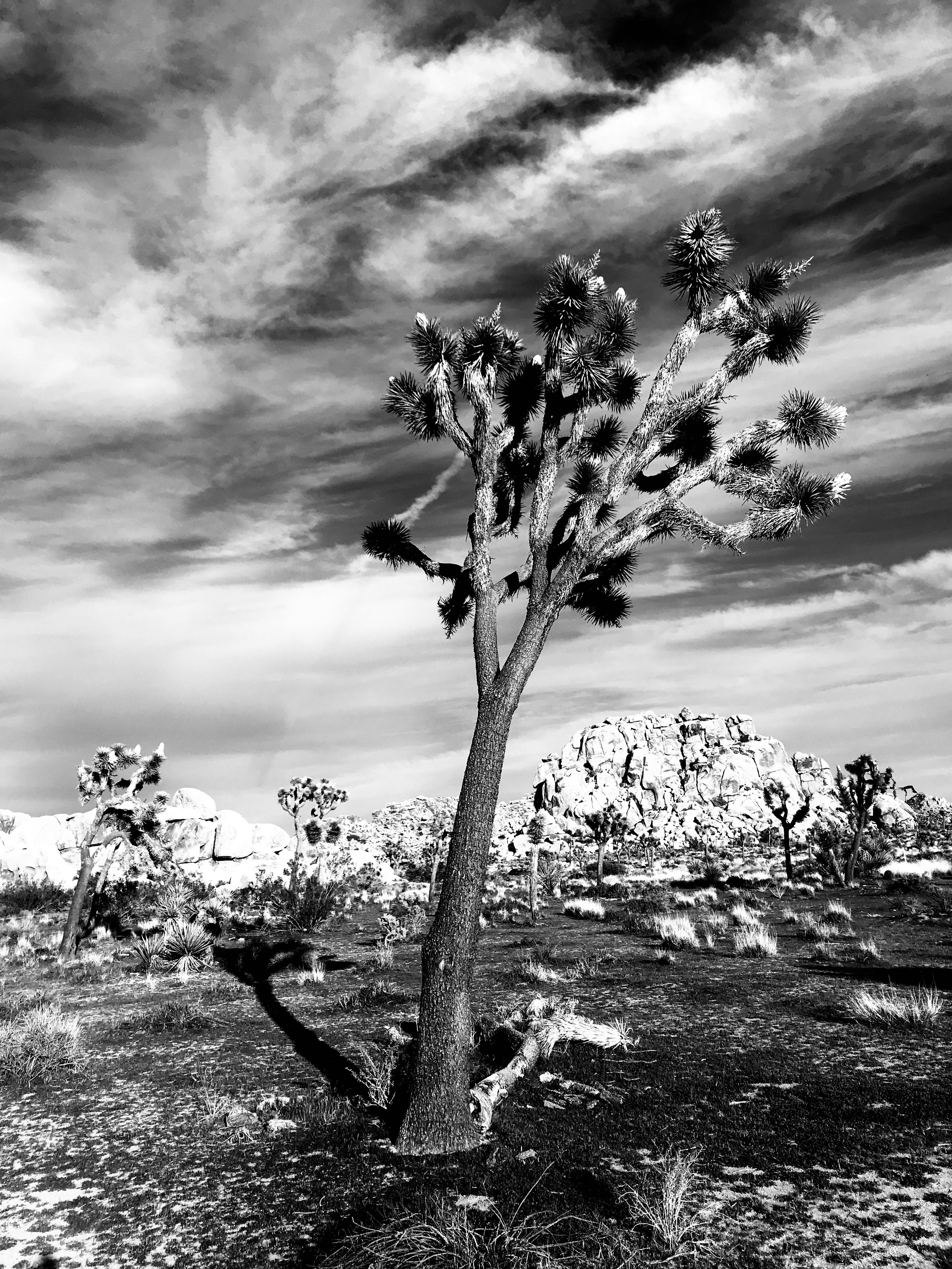 I also do photography as a hobby. Joshua Tree, 2019.