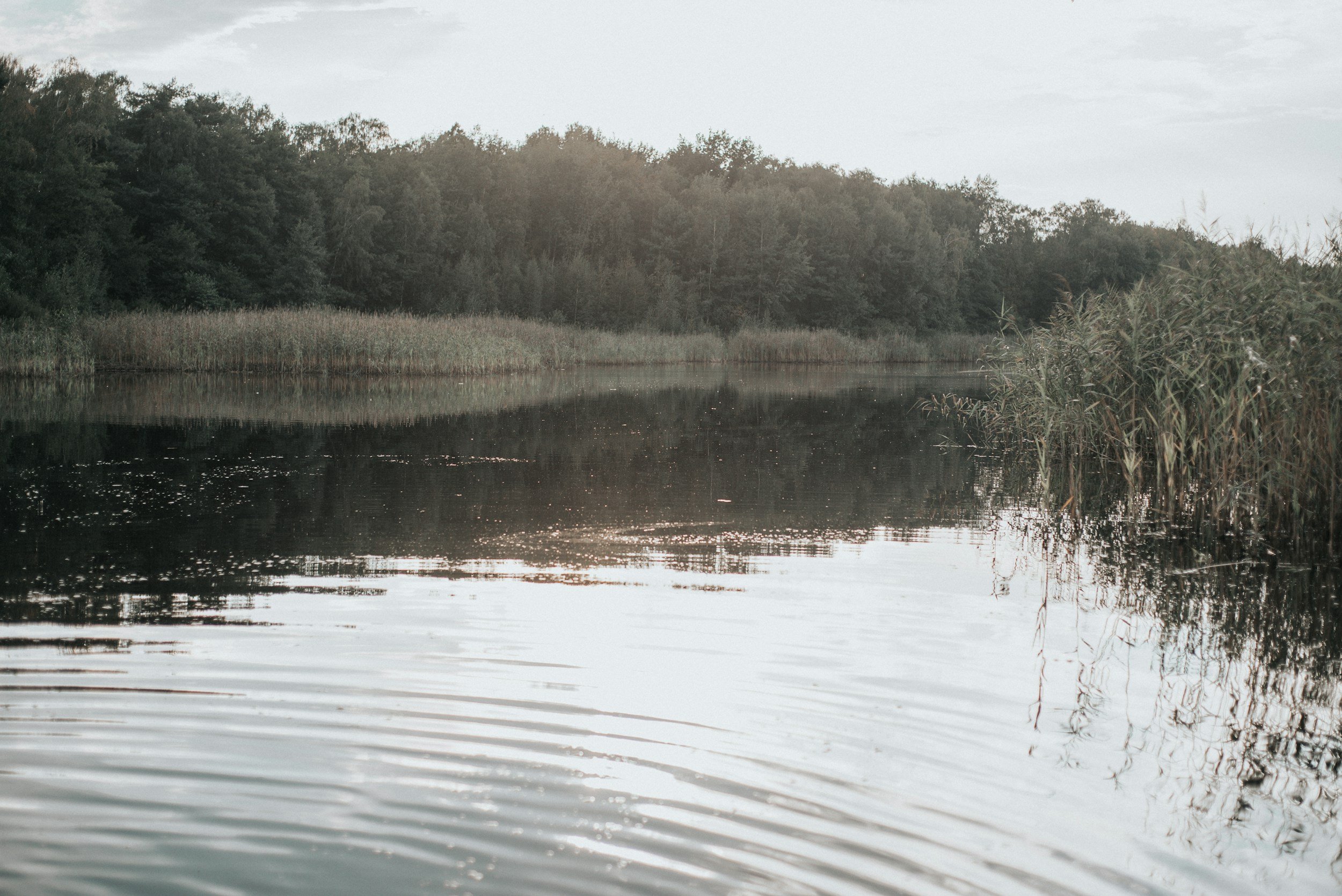 A calm river with ripples on the surface, surrounded by tall grasses and dense trees, under a cloudy sky.