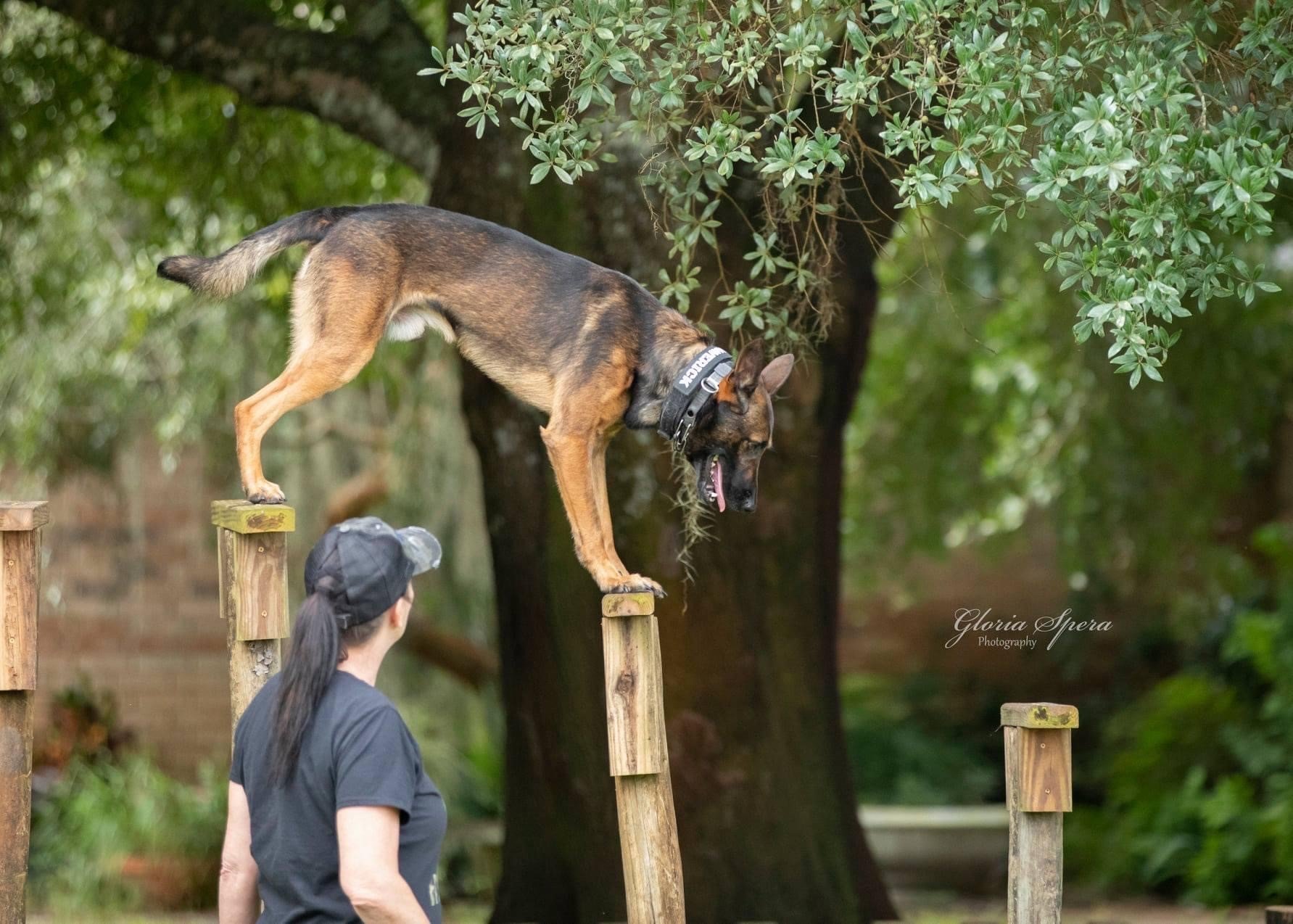 Denise Bloodsworth and K-9 Maverick