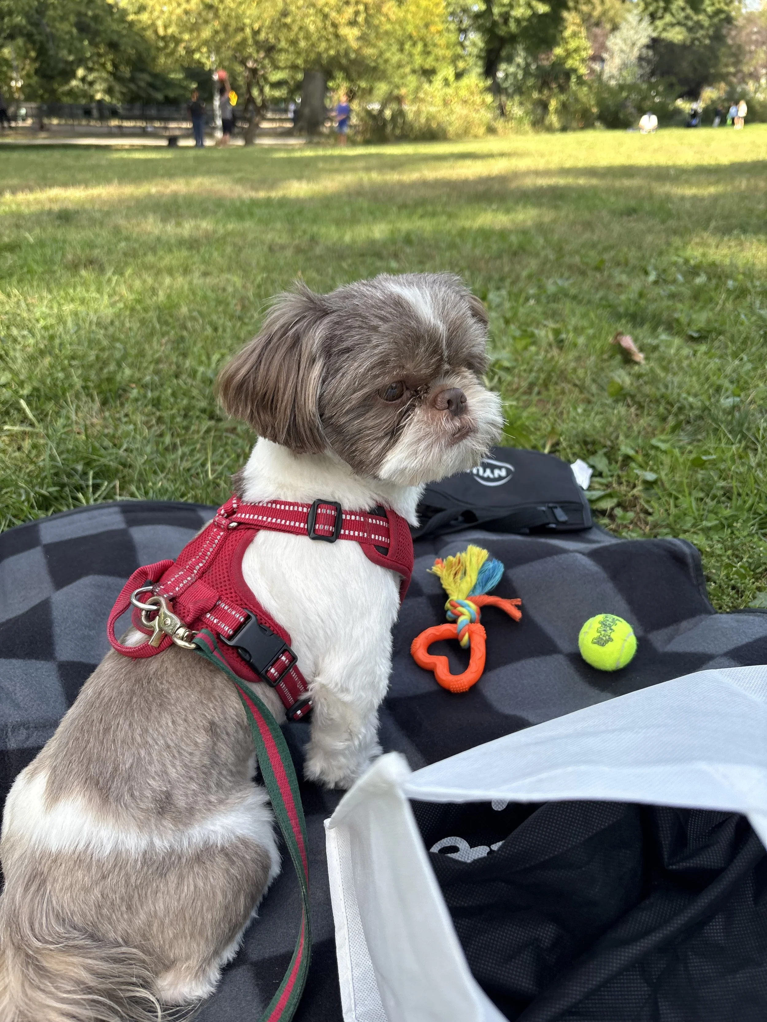 A small shih tzu sitting on a blanket in a park, surrounded by dog toys on a sunny afternoon.