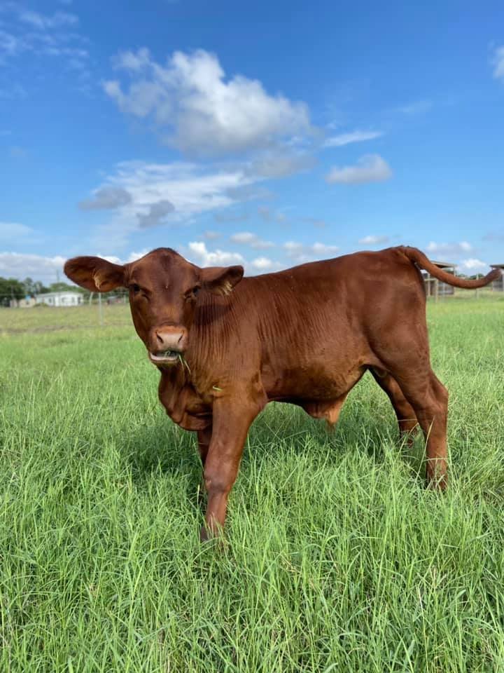 brangus calf.jpg