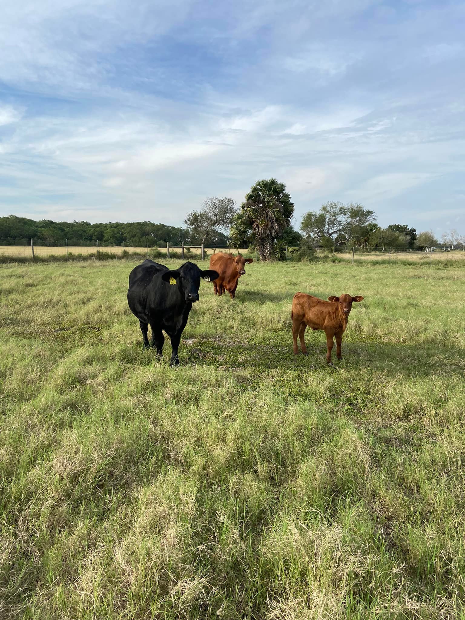 calve.jpg
