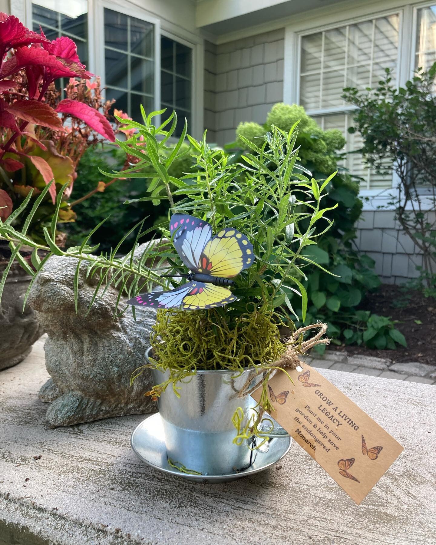 160 milkweed plants for the Legacy Tea! Did you know that milkweed is the only plant that monarch caterpillars eat? Plant some milkweed in your garden and help us save the Monarchs! ❤️