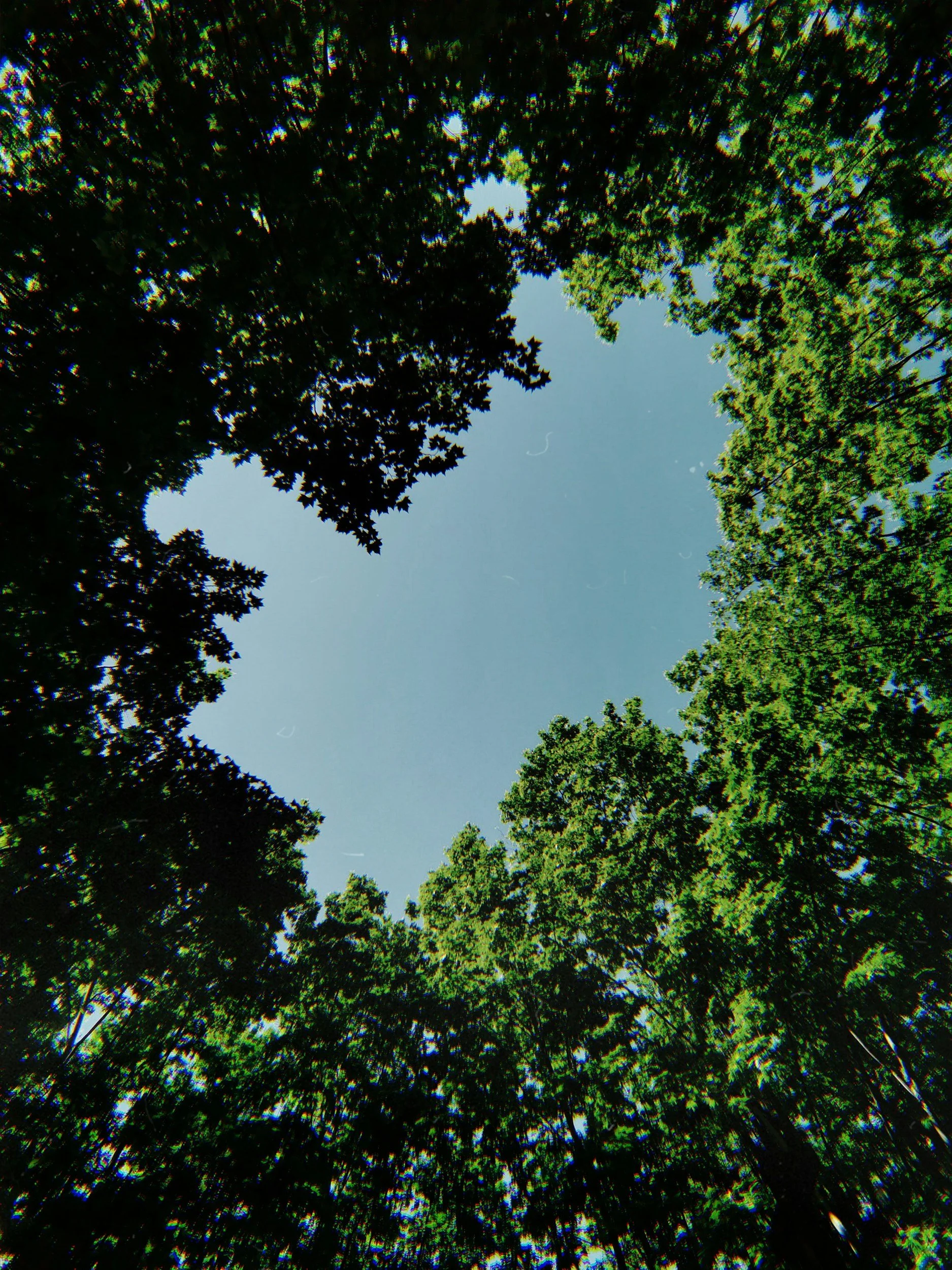 Looking up at the clear blue sky through the trees, surrounded by green leaves.