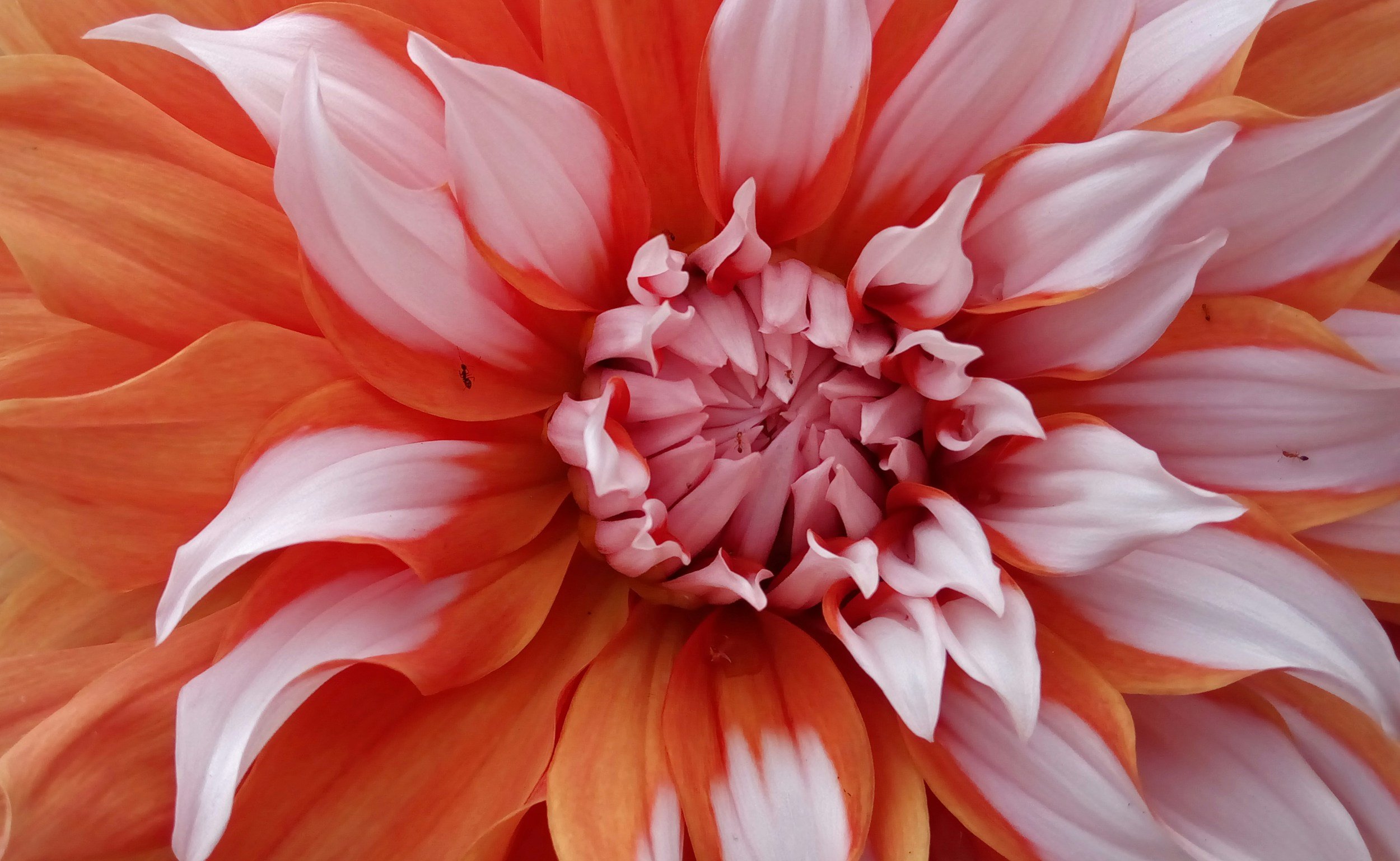 Full Bloom