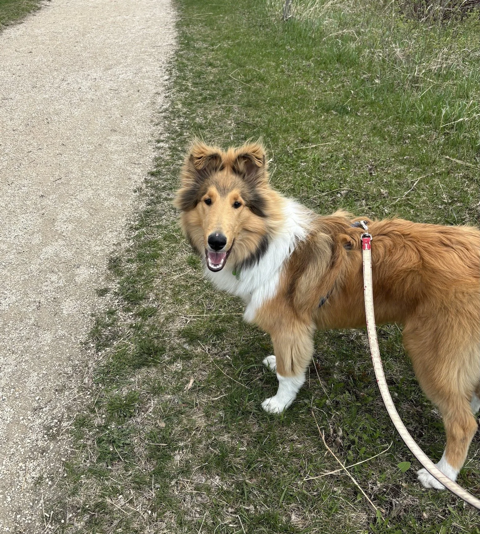 dog walking, pet walking, dog walking Winnipeg, Winnipeg dog walking services, animal services