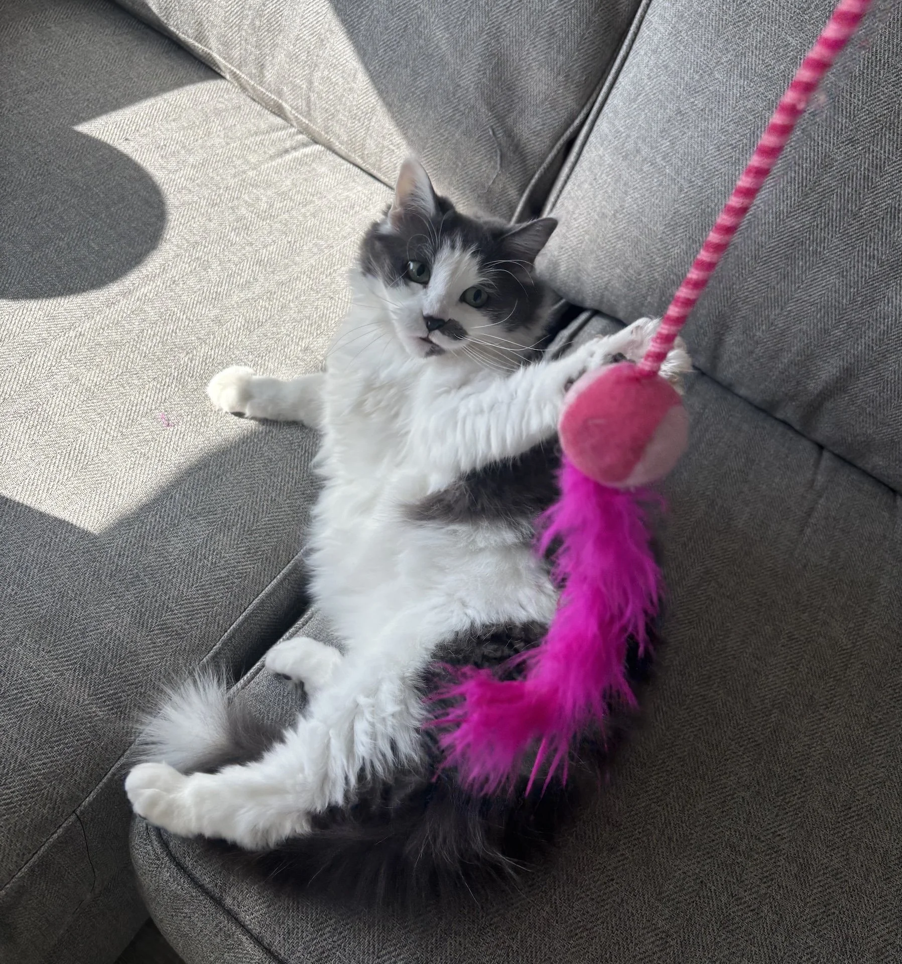 cat sitting, Winnipeg pet sitting, feeding cat, pet sitter, cat sitter, pet sitter near me, Winnipeg dog sitter