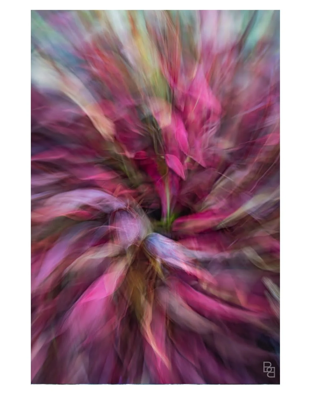 Red Plant _ FB(1).jpg