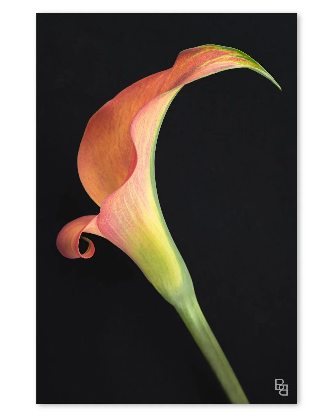 Calla Curl 1.jpg