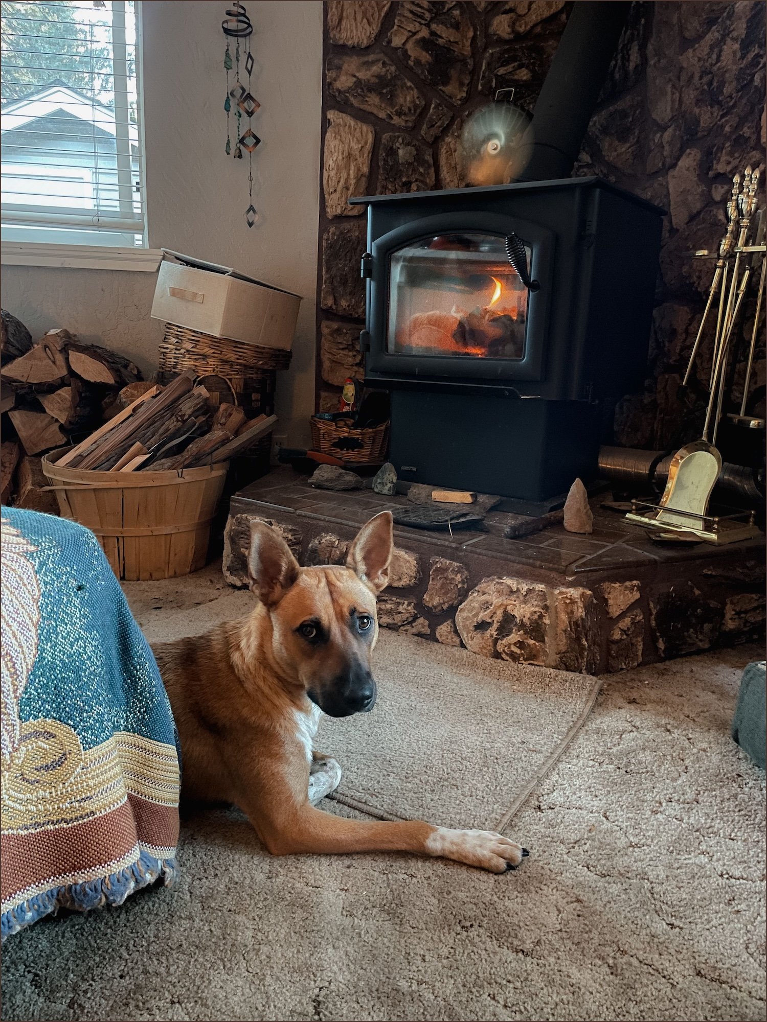 A dog lying on a beige carpet in front of a wood stove with a fire burning inside in a cozy living room, with a window and stacked firewood nearby.