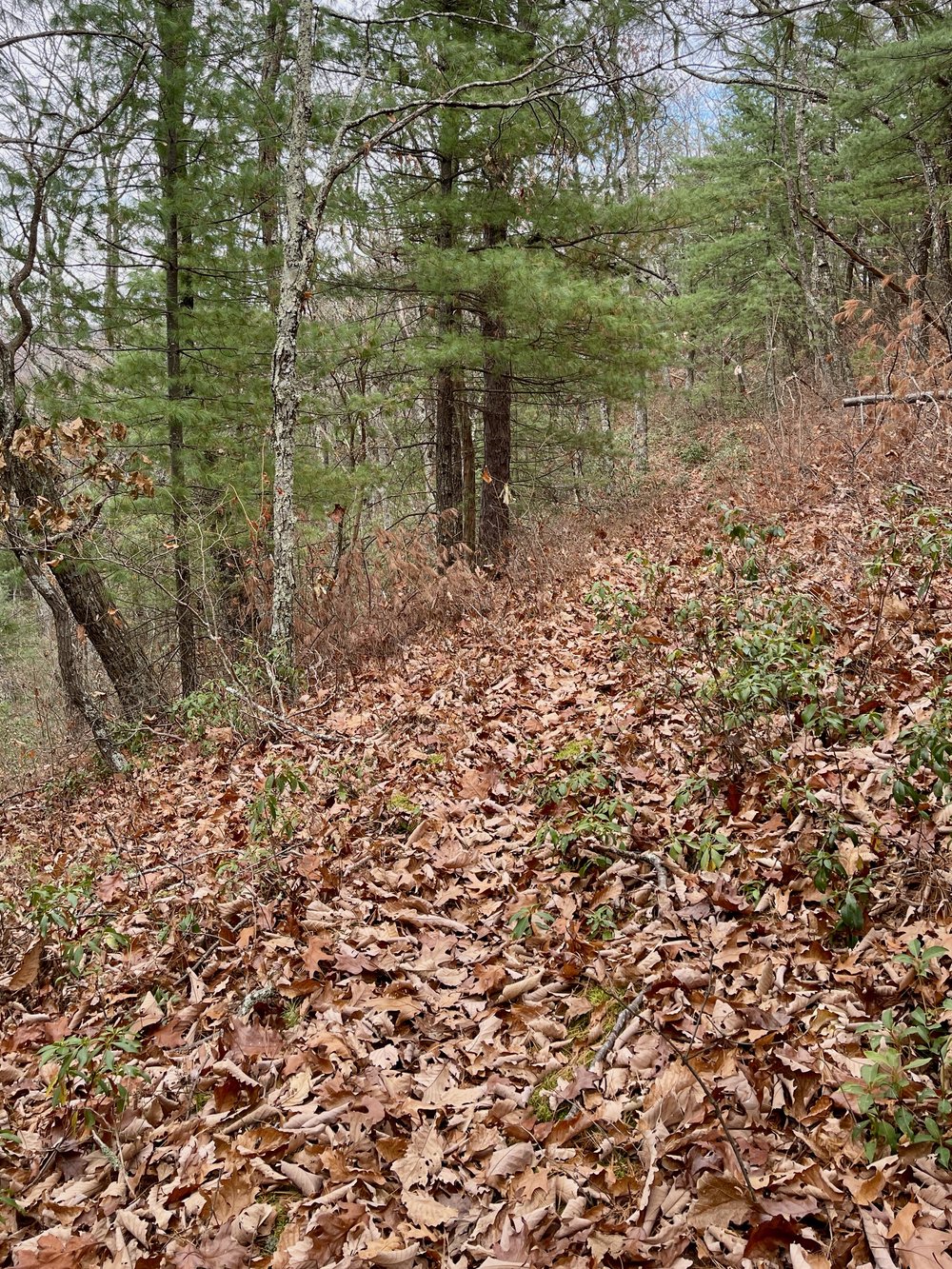 More Leaf covered goodness