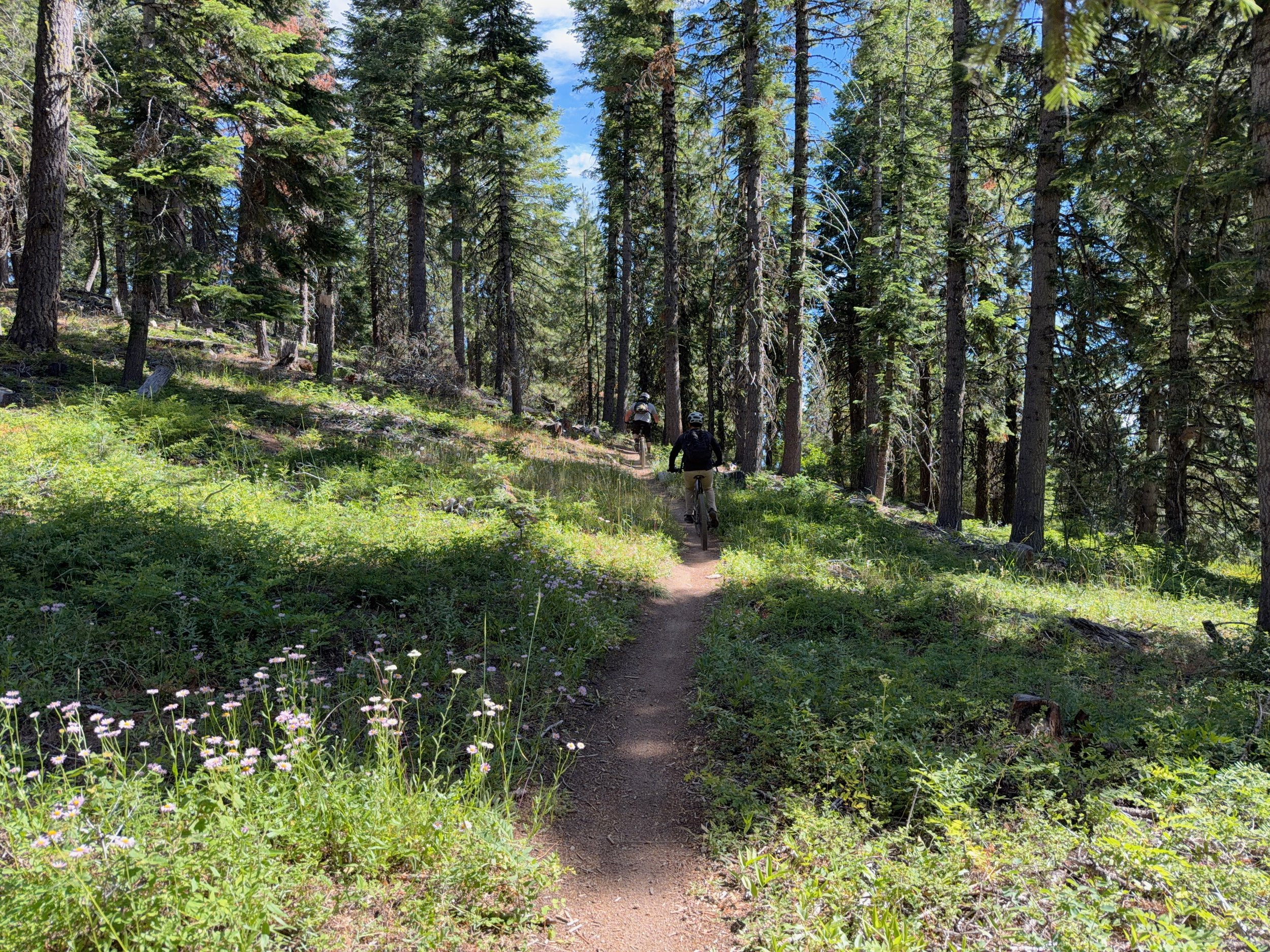 Mountain bikers on singletrack trail