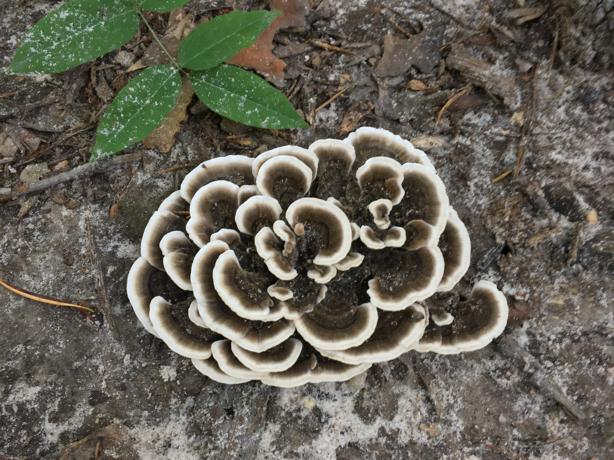 Overlapping bracket fungi with white edges growing on forest debris beside a small green plant