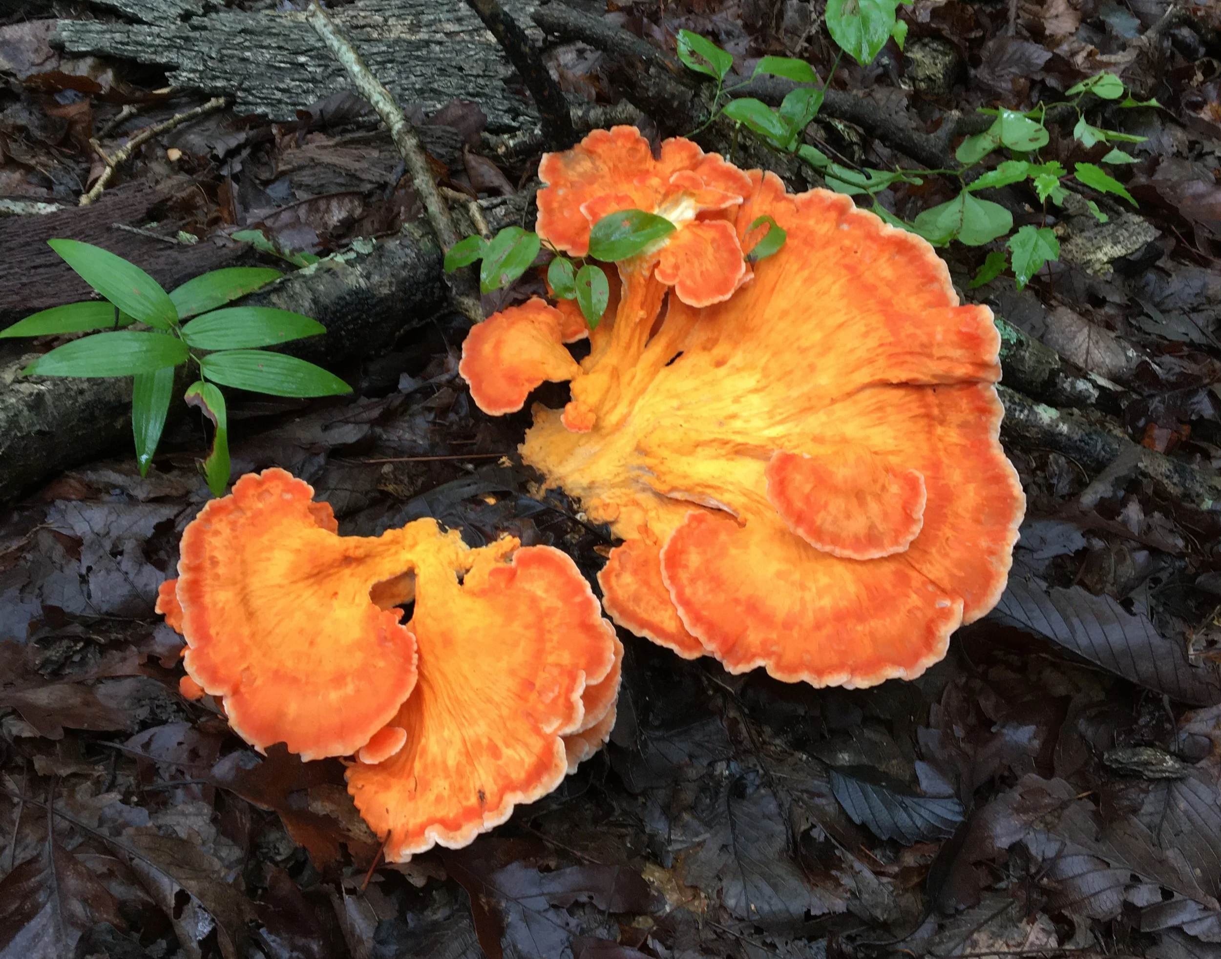 Large orange shelf fungi clustered at the base of a fallen tree in a wet forest setting