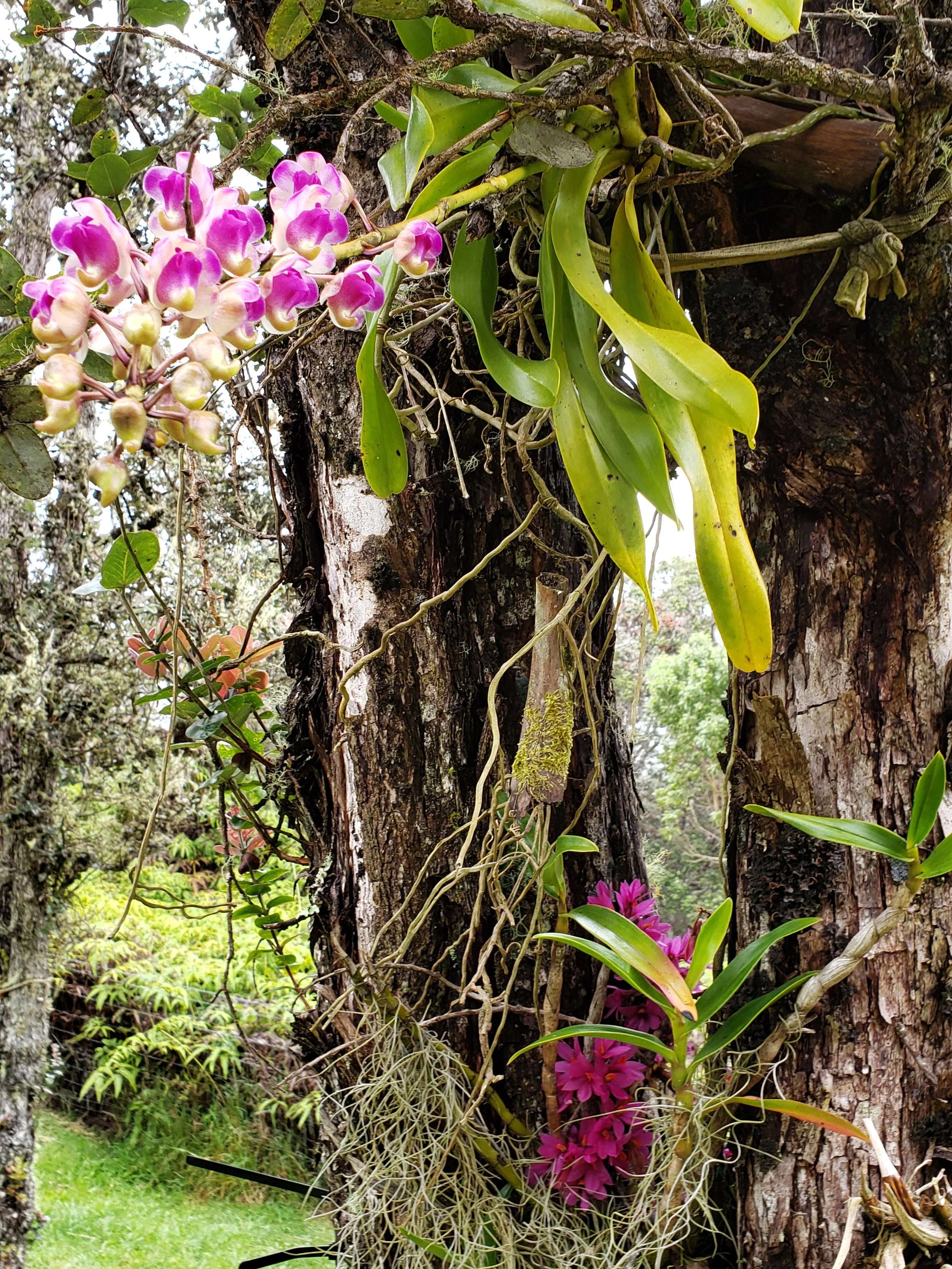 tiny house orchids.jpg