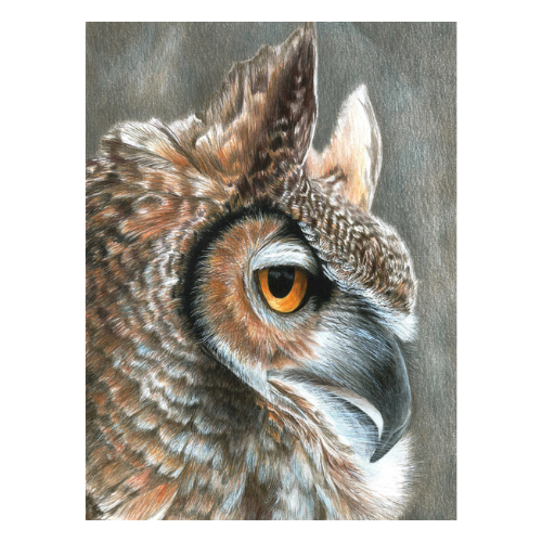 Colour Pencil By Numbers, Sepia Owl LAN-CPN19