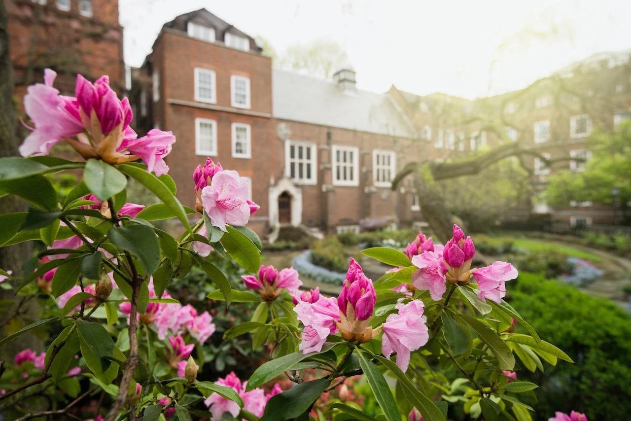 Pink azalea flowers in bloom with a brick house and landscaped garden in the background on a sunny day.