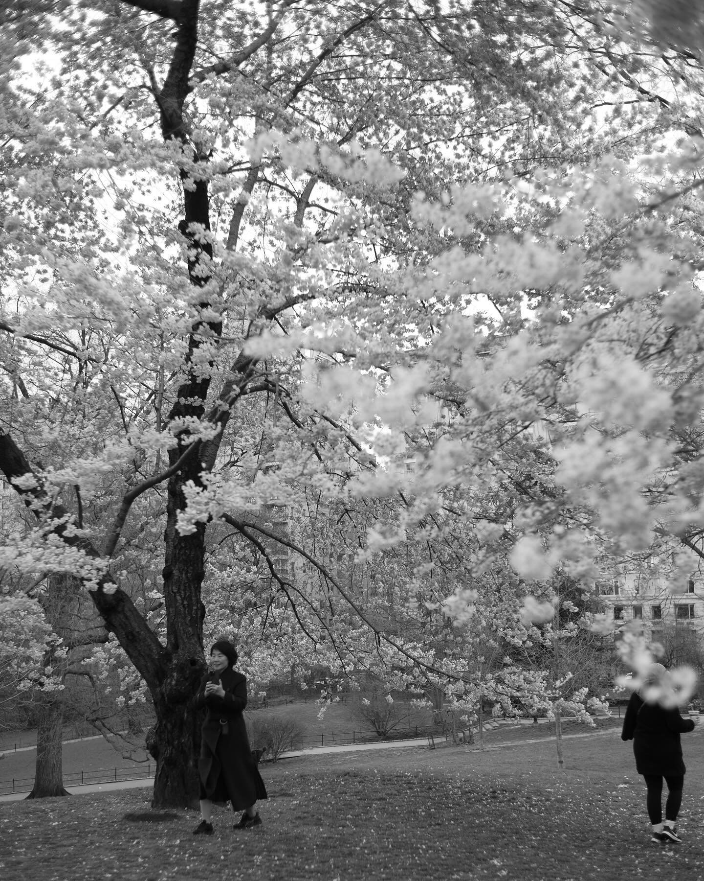 🌸 nyc 
#steelrimreissue beauty 🪄 

#bnwphoto #nyc #monochromatic #motion #leicam10 #bnwstreet #connieandstewart