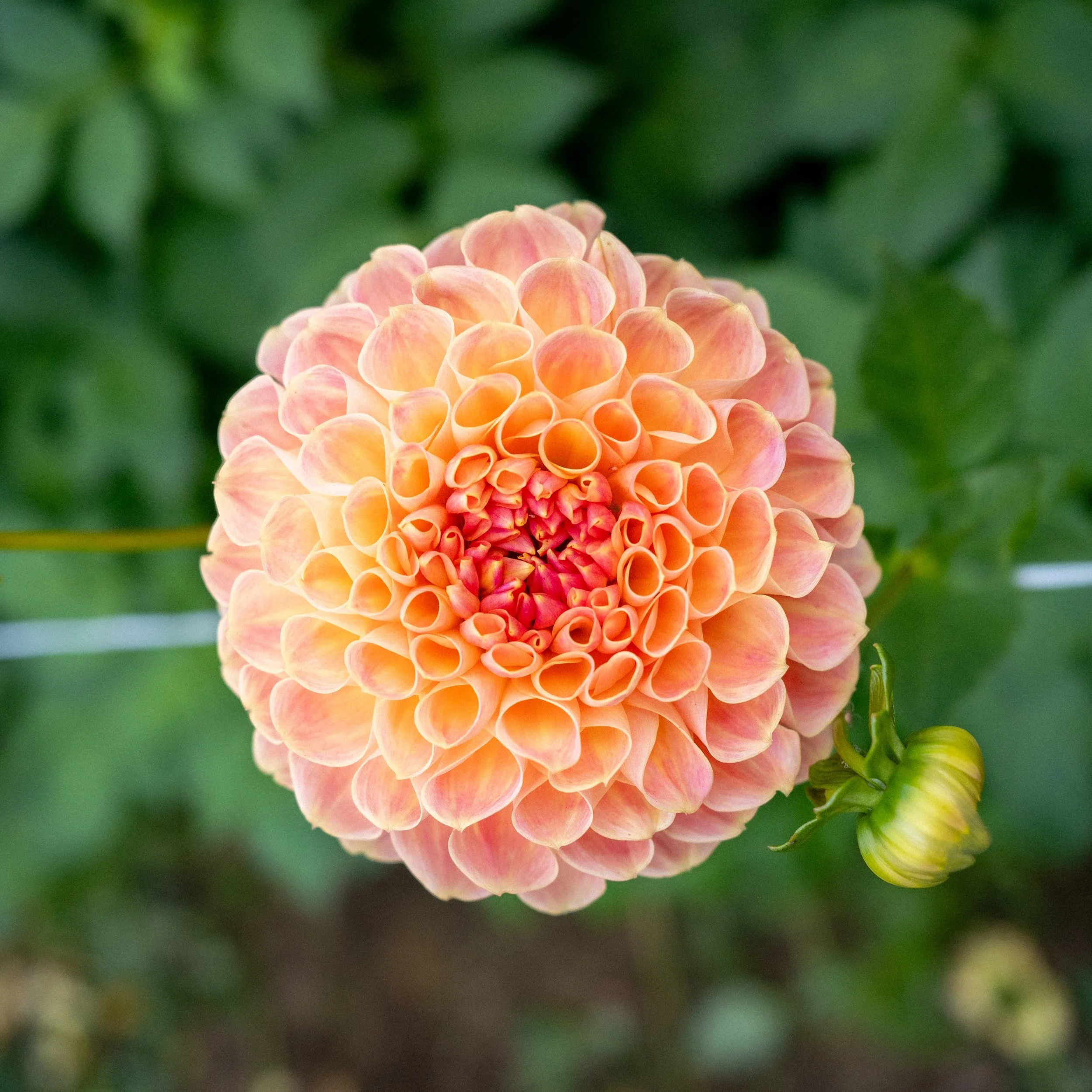 Dahlia - Crichton Honey