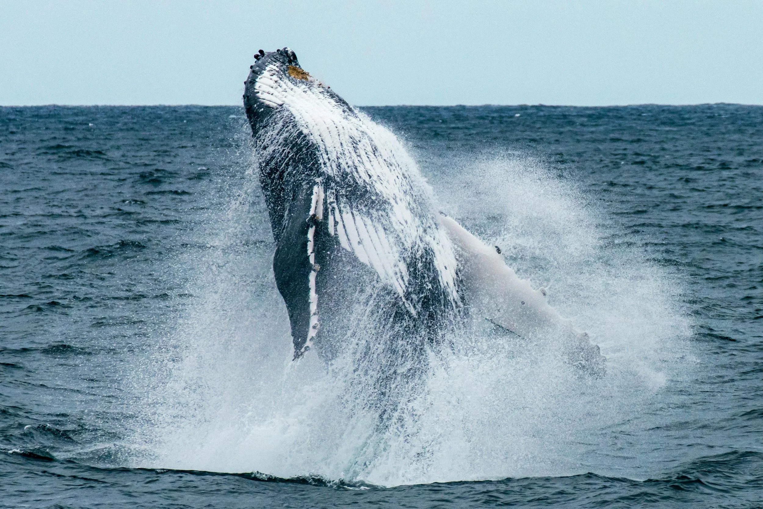 Humpback whale breaching out of the ocean near Maui during whale watching season, creating a dramatic splash in the open water.