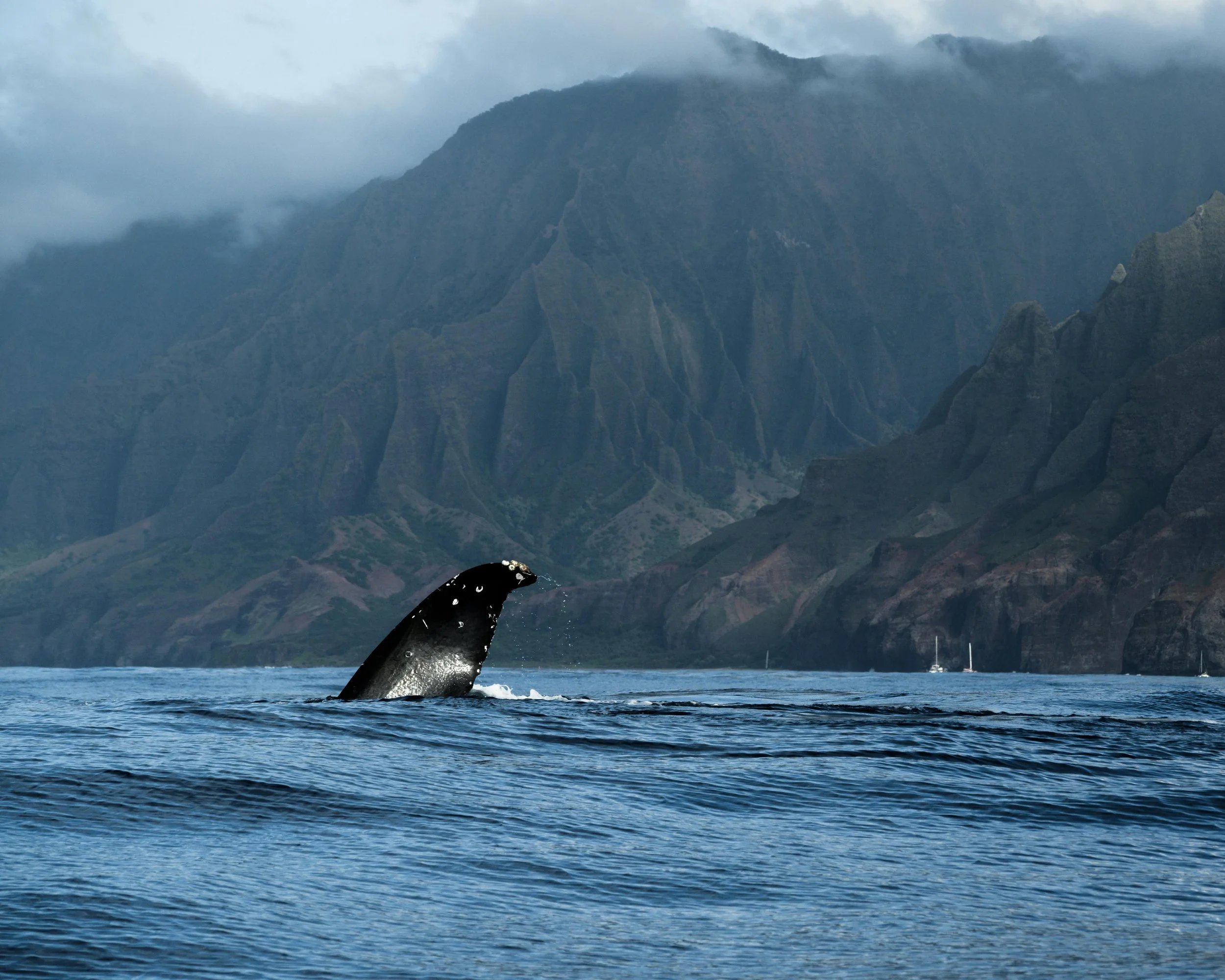 Whale Season in Hawaii: How to See Humpbacks on a Backpacker Budget