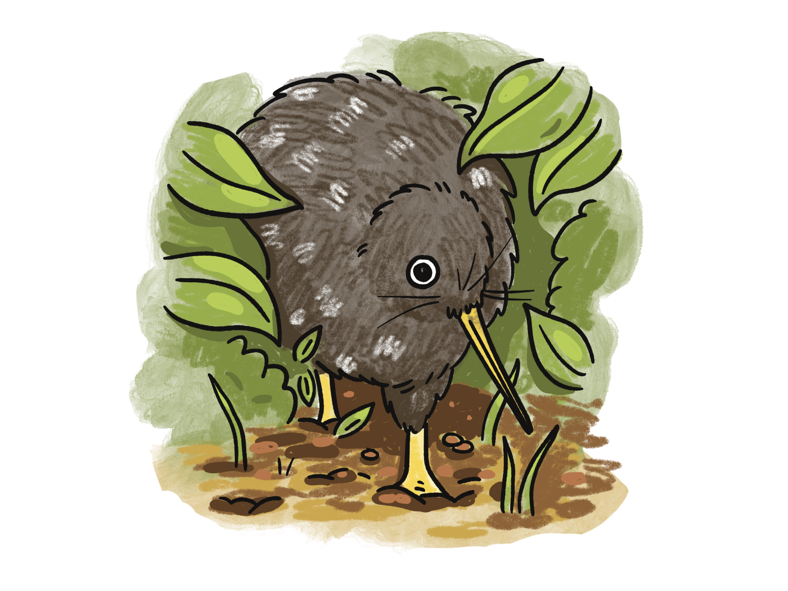 Final kiwi pukapuka spot.png