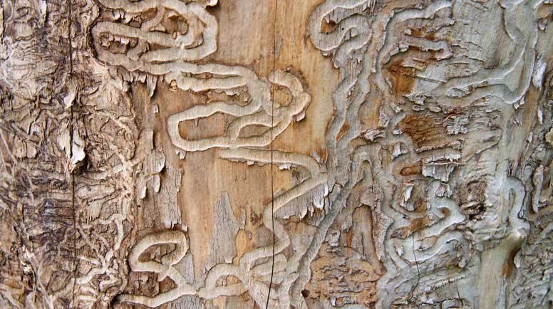 This is why we build our furniture from Ash