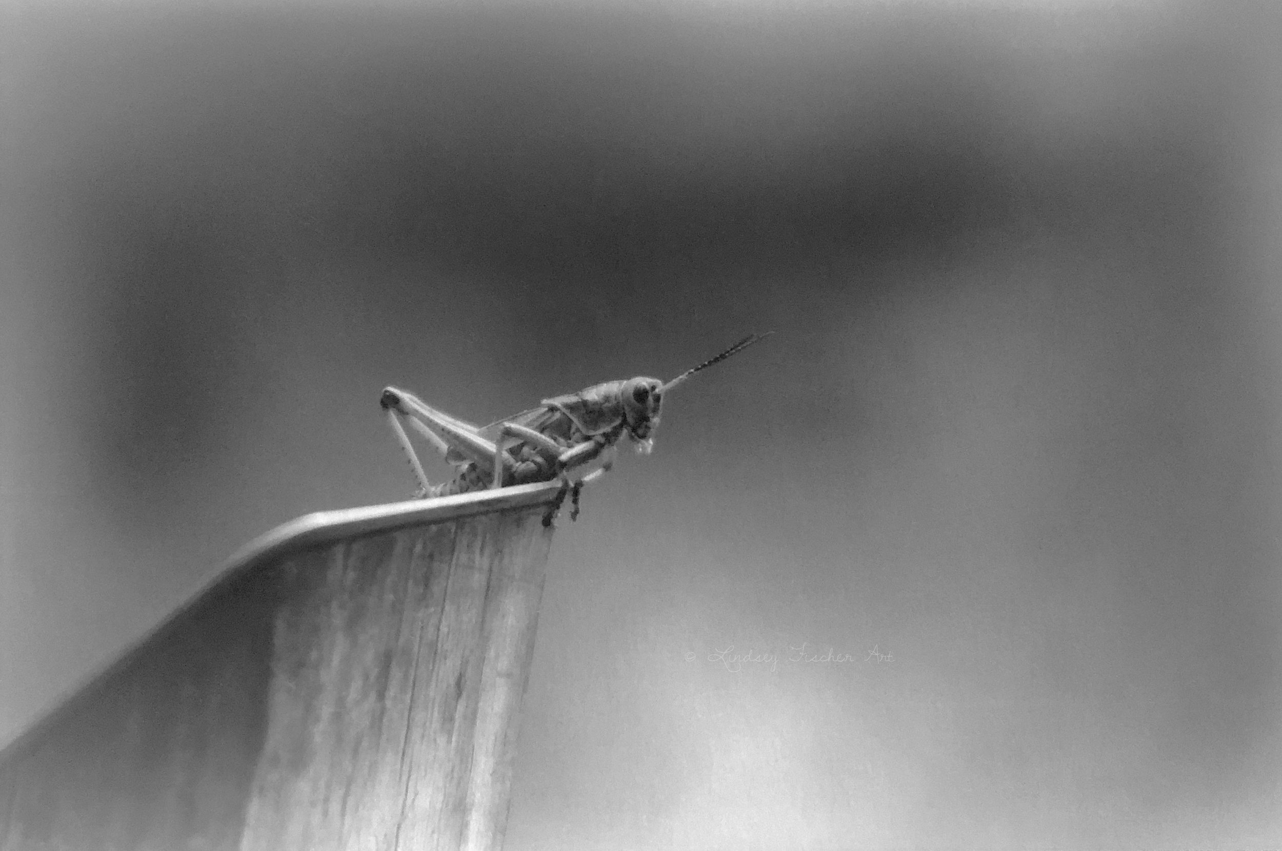 Grasshopper, 2019