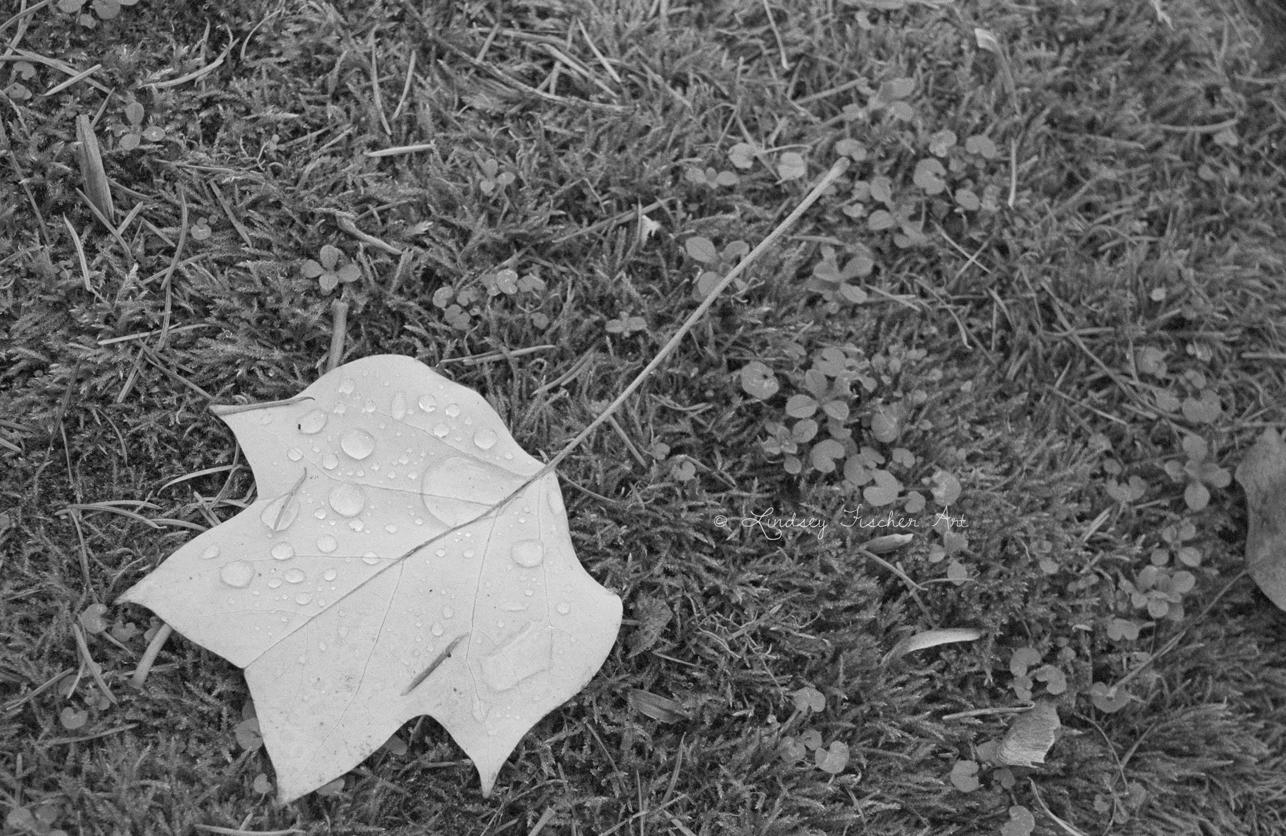 Leaf, 2021