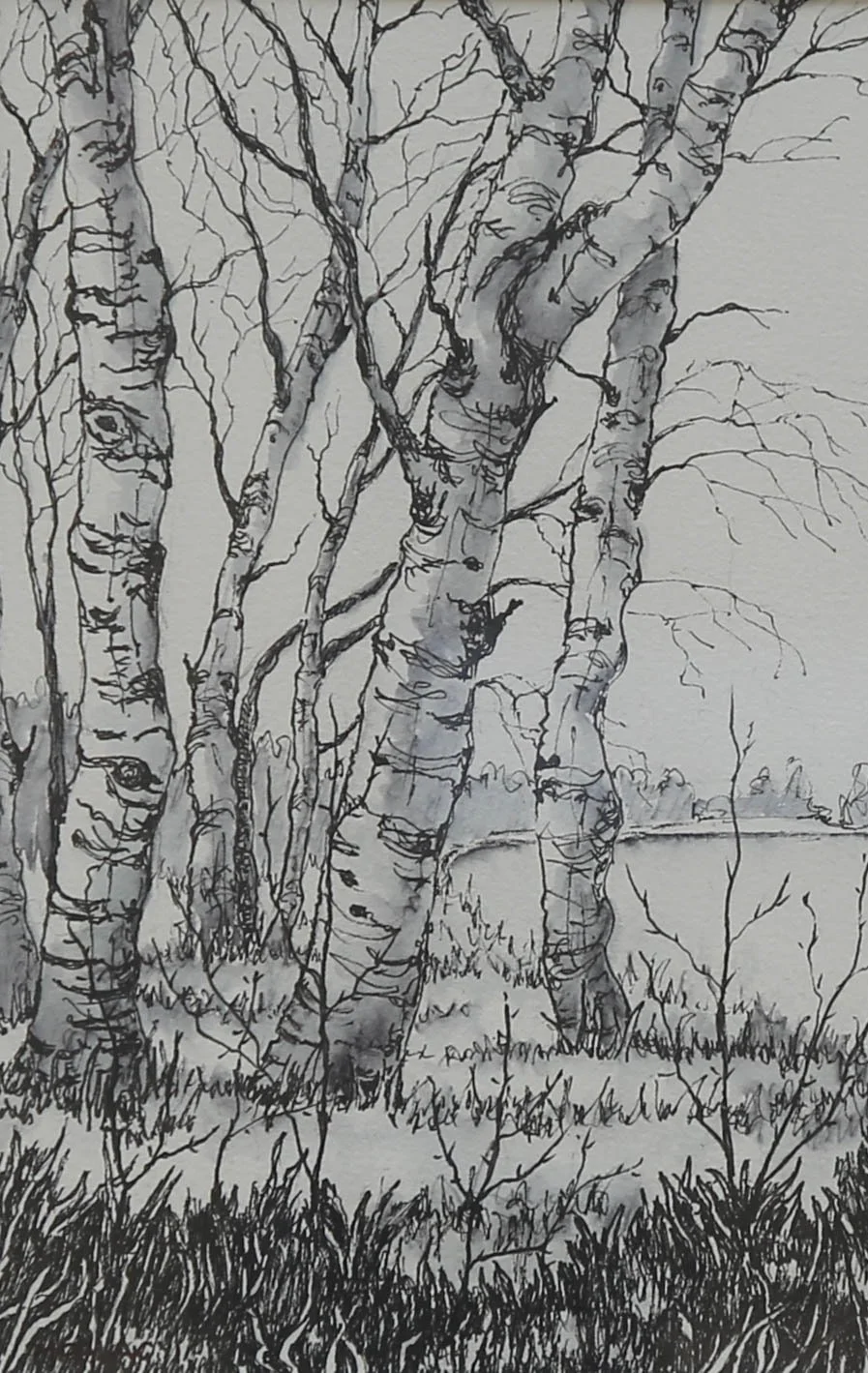 2ND PENCIL PEN AND INK - BIRCH TREES BY MARLENE PALAGYI
