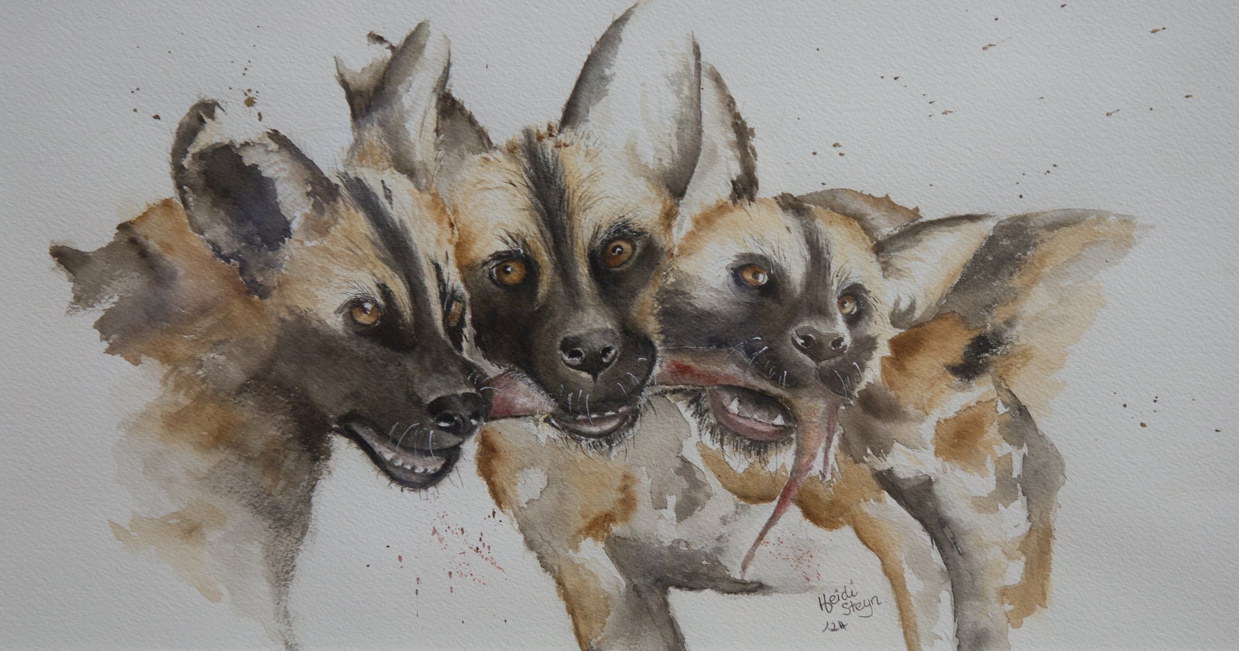 LOCAL 2ND: 8026 HEIDI STEYN “AFRICAN WILD DOGS- TUG OF WAR”