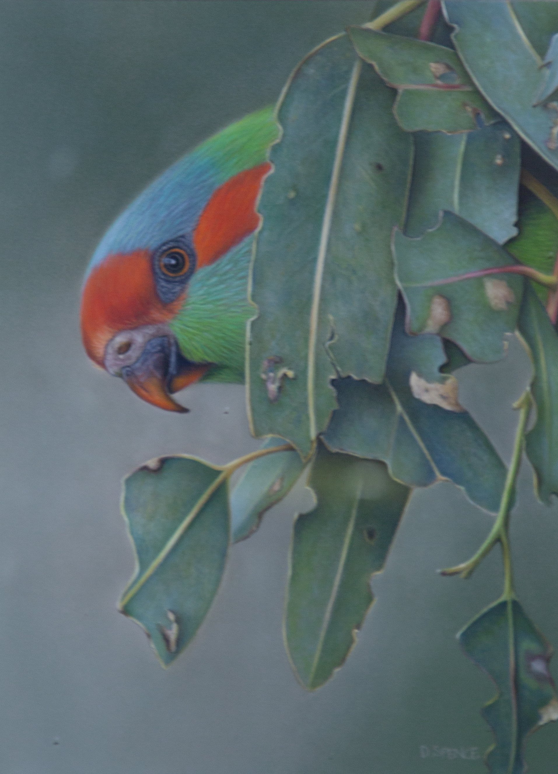 LOCAL HIGHLY COMMENDED: 8035 DEBRA SPENCE “MUSK LORIKEET”