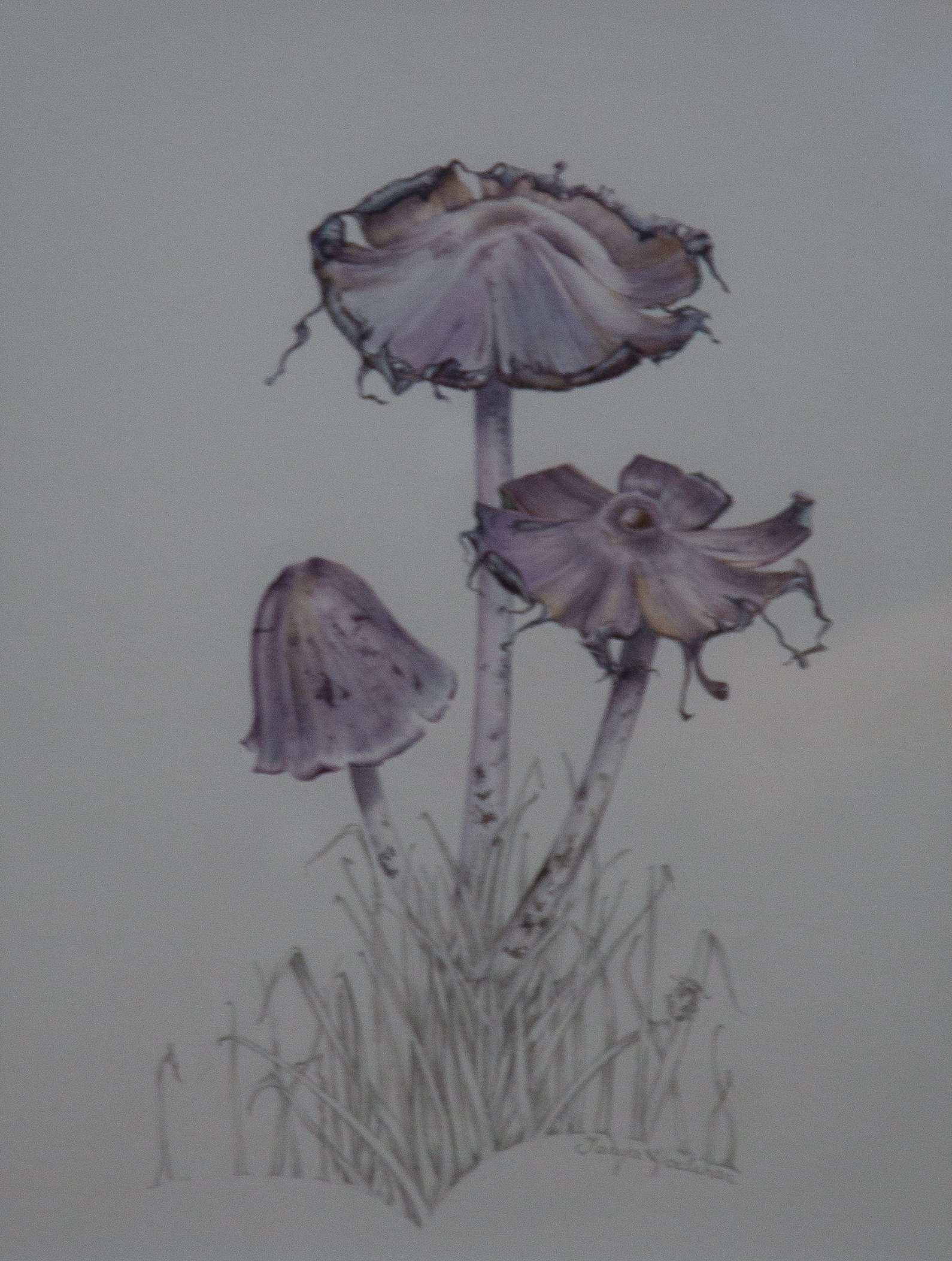 WATERCOLOUR HIGHLY COMMENDED: 2028 TANYA HOOLIHAN "TIPPLERS BANE"