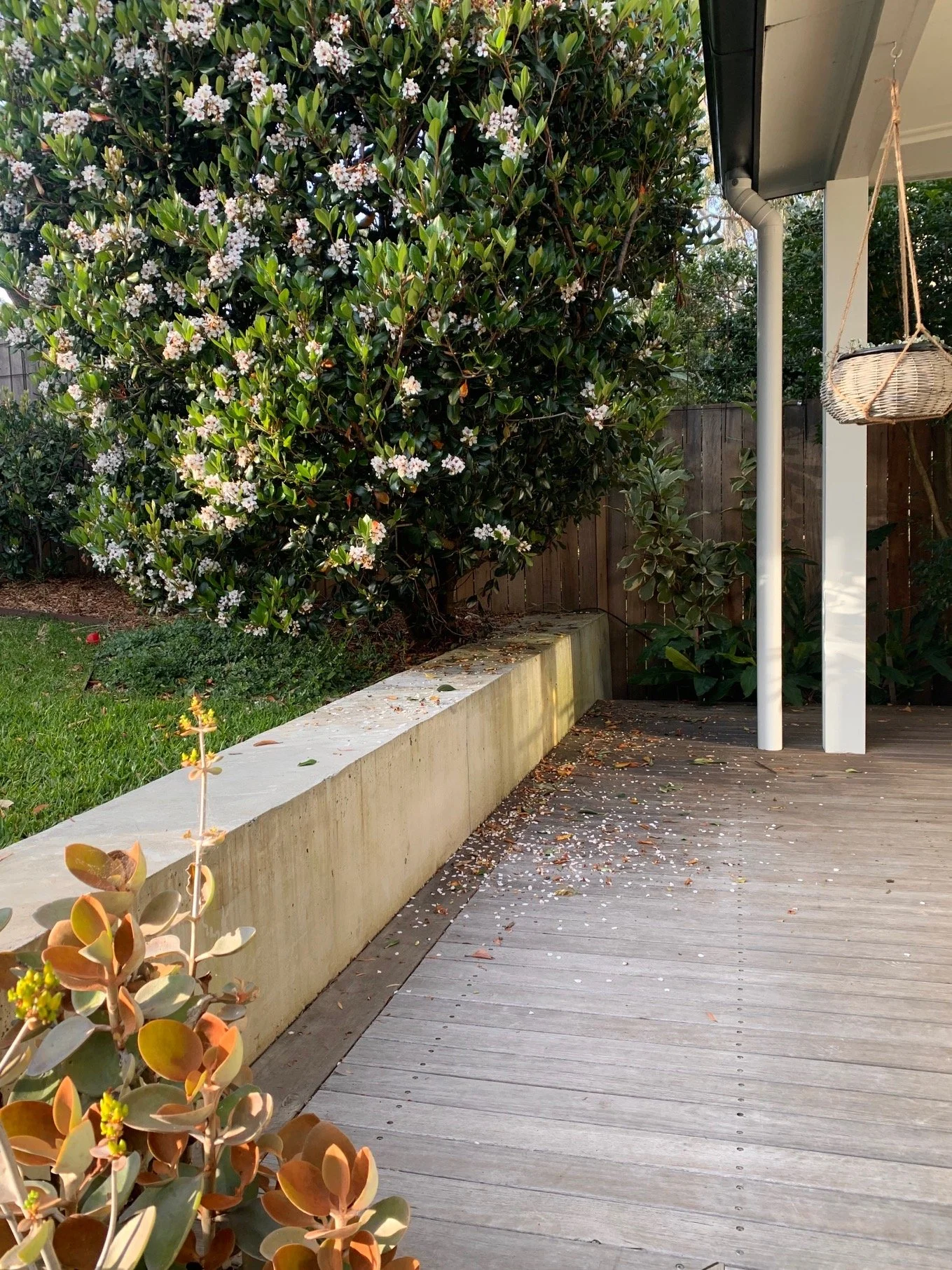 A backyard with a wooden deck and a cream-colored concrete border wall. There is green grass and a large bush with white flowers and dark green leaves. A small, potted succulent plant with reddish leaves is in the foreground. A hanging basket is on the right side, attached to a white post. Fallen leaves and flower petals are scattered on the deck.