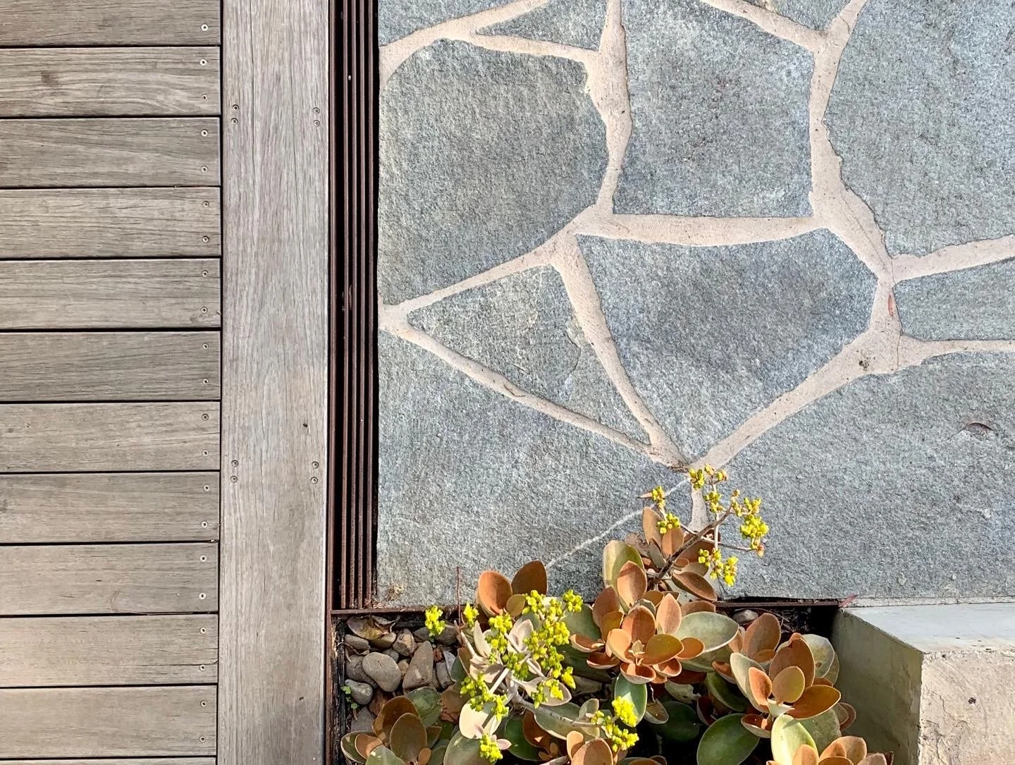 Close-up image of a corner with wooden decking, a stone pathway, and a small plant with yellow flowers and rounded leaves.