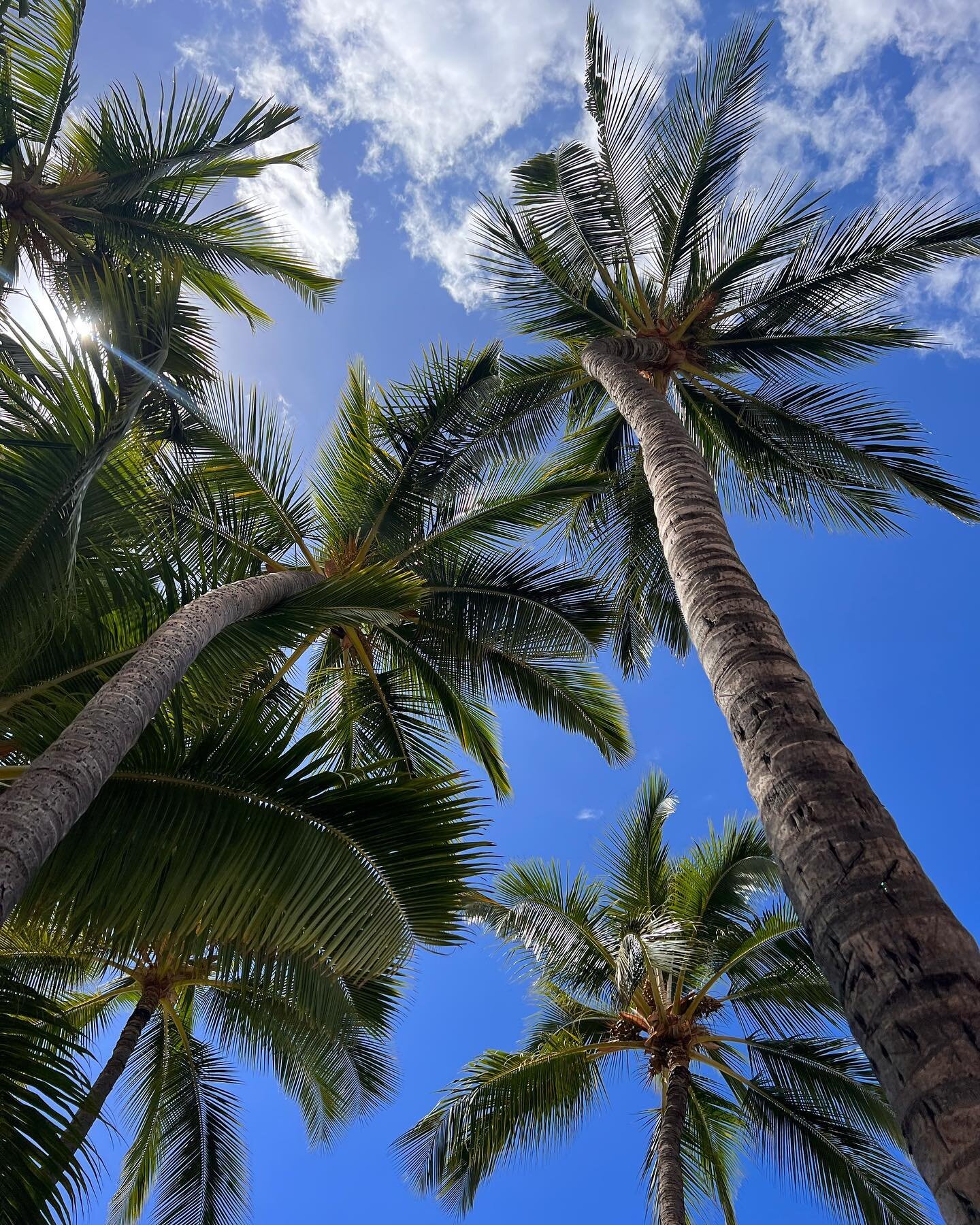 Don&rsquo;t forget to look up. ✨
&bull;
&bull;
&bull;
#mauihawaii #lahaina #exploremaui #gohawaii #visithawaii #beautifulplaces