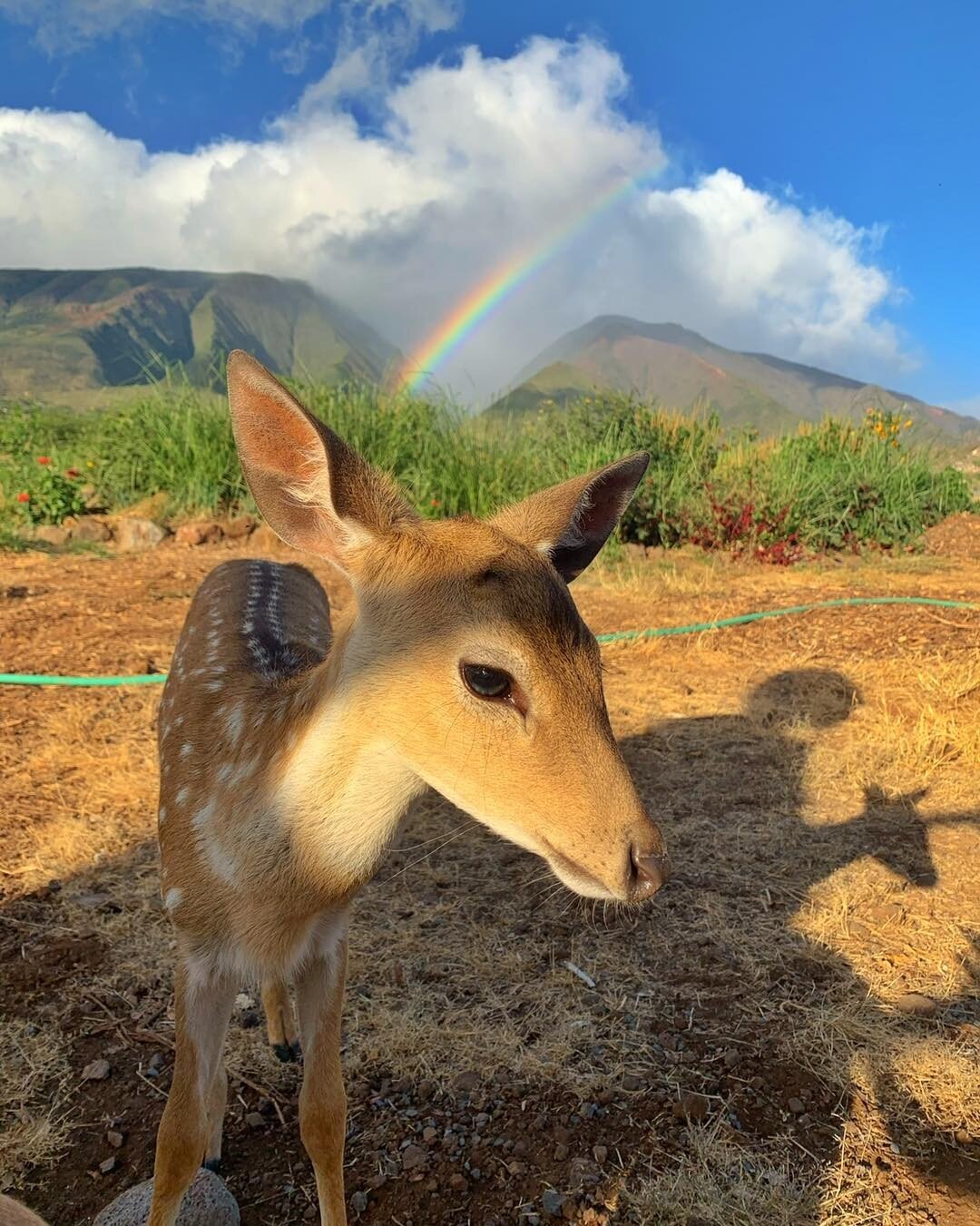 West side rainbows &amp; cute baby does&hellip;
&bull;
&bull;
&bull;
&bull;
#mauihawaii #rainbows #hawaiilife #visitmaui #aloha #exploremaui #babyanimals #babydeer #mauivacation #visithawaii #explorealoha #gohawaii #mauianimals  #tinybutmighty #parad