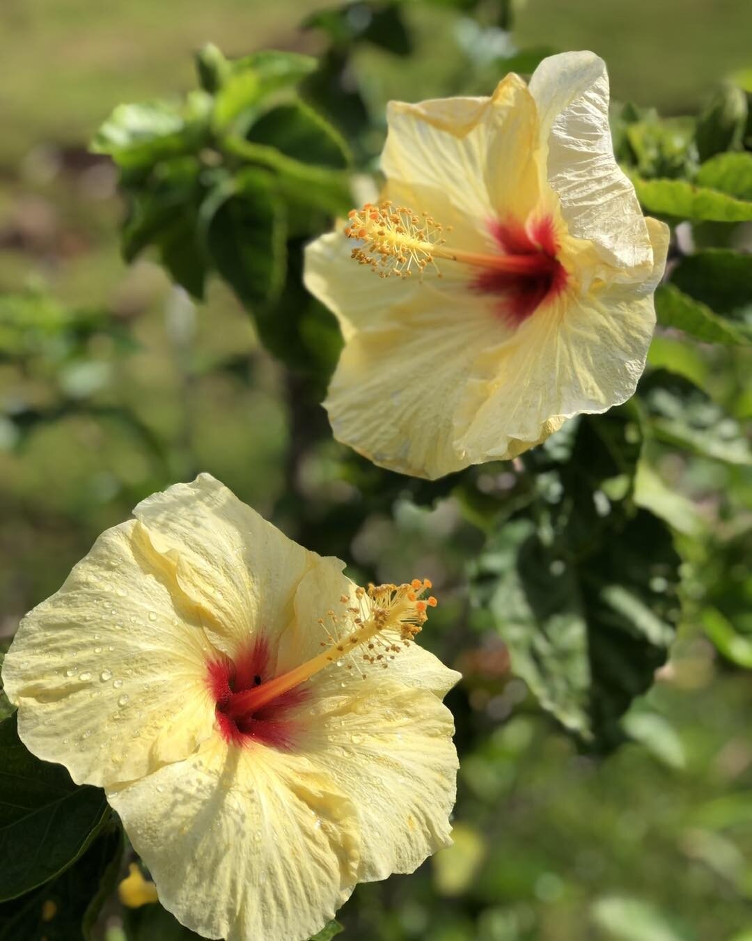 Aloha weekend! ✨
&bull;
&bull;
&bull;
&bull;
#weekendvibes #yellowhibiscus #hibiscus #maui #mauihawaii #aloha #gohawaii #mauivisit #kihei #wailea #southmaui #mauiflowers #saturday #hawaiilife #hawaiistagram #kiheihawaii