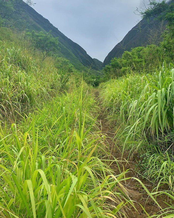 Sometimes having no destination is the destination.
&bull;
&bull;
&bull;
&bull;
#hiking #mauihikes #kapalua #ferns #fernforest #mauihawaii #getoutside #explorealoha #lahaina #forest #visithawaii #mauivisit #cntraveler #epicmauihikes #hawaiistagram #a