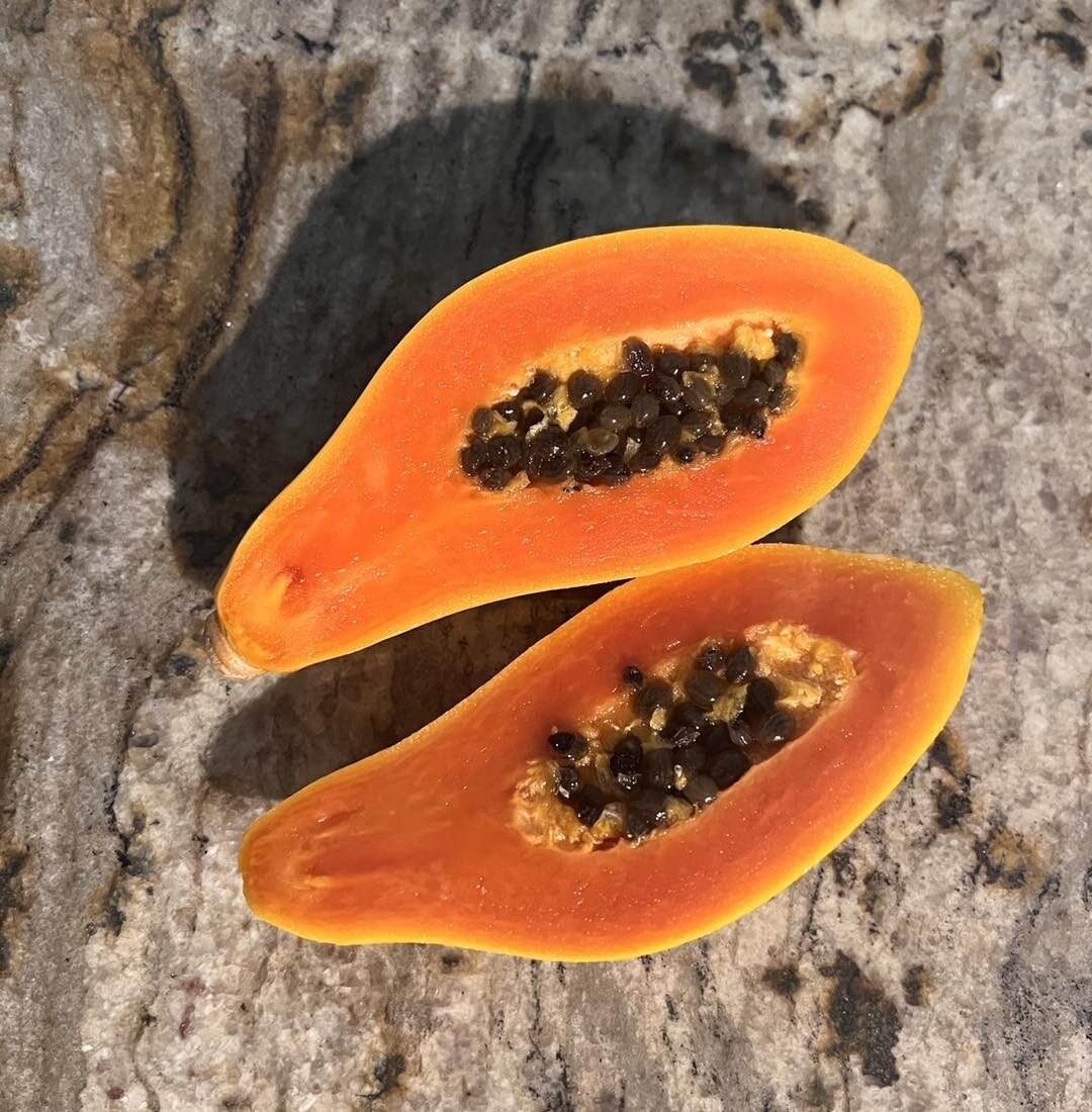 A papaya freshly picked right off the tree&hellip; it&rsquo;s the simple pleasures in life.
&bull;
&bull;
&bull;
&bull;
#papaya #gohawaii #mauivisit #travelhawaii #mauivacation #lahainamaui #mauihawaii #travelgram #hawaiilife #aloha #hawaiistagram #e