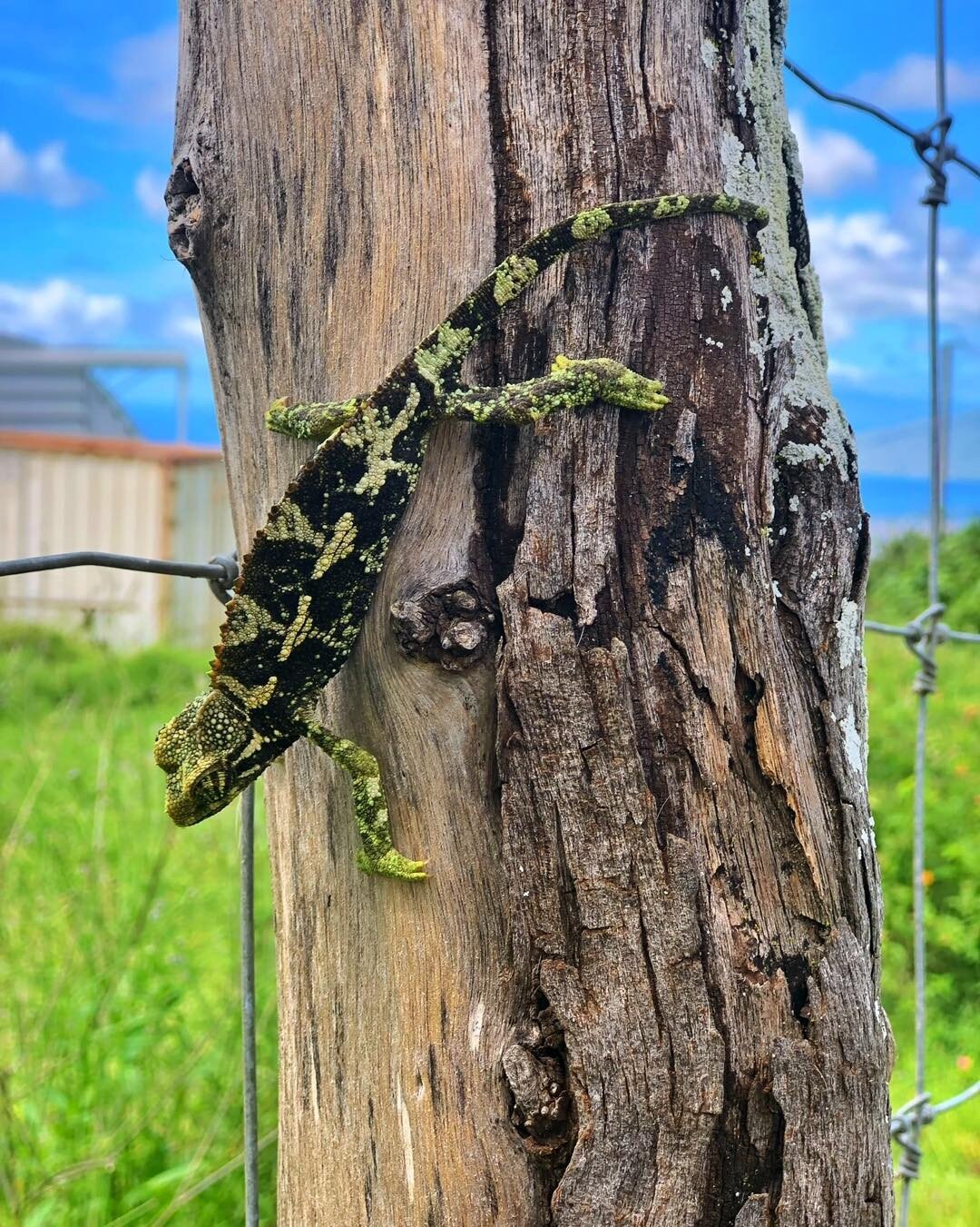 You never know who you might see on a stroll upcountry. 🦎
&bull;
&bull;
&bull;
#jacksonchameleon #upcountrymaui #aloha #nature #exploremaui #hawaiistagram #hawaiisbestphotos #takeahike #mauithingstodo #mauiactivities #kula #makawao #lahaina #mauivis